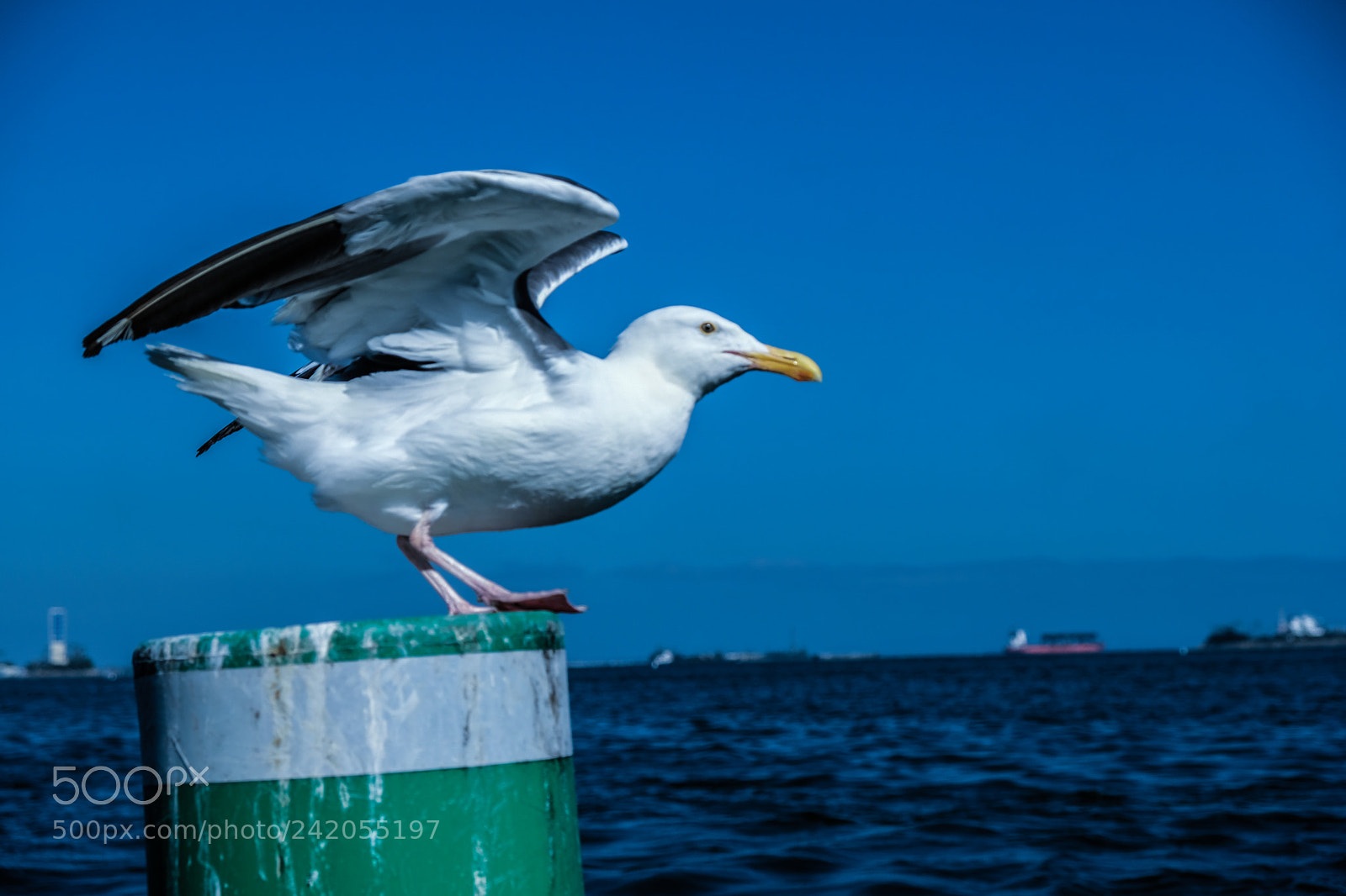 Fujifilm X-T2 sample photo. Bird taking off photography