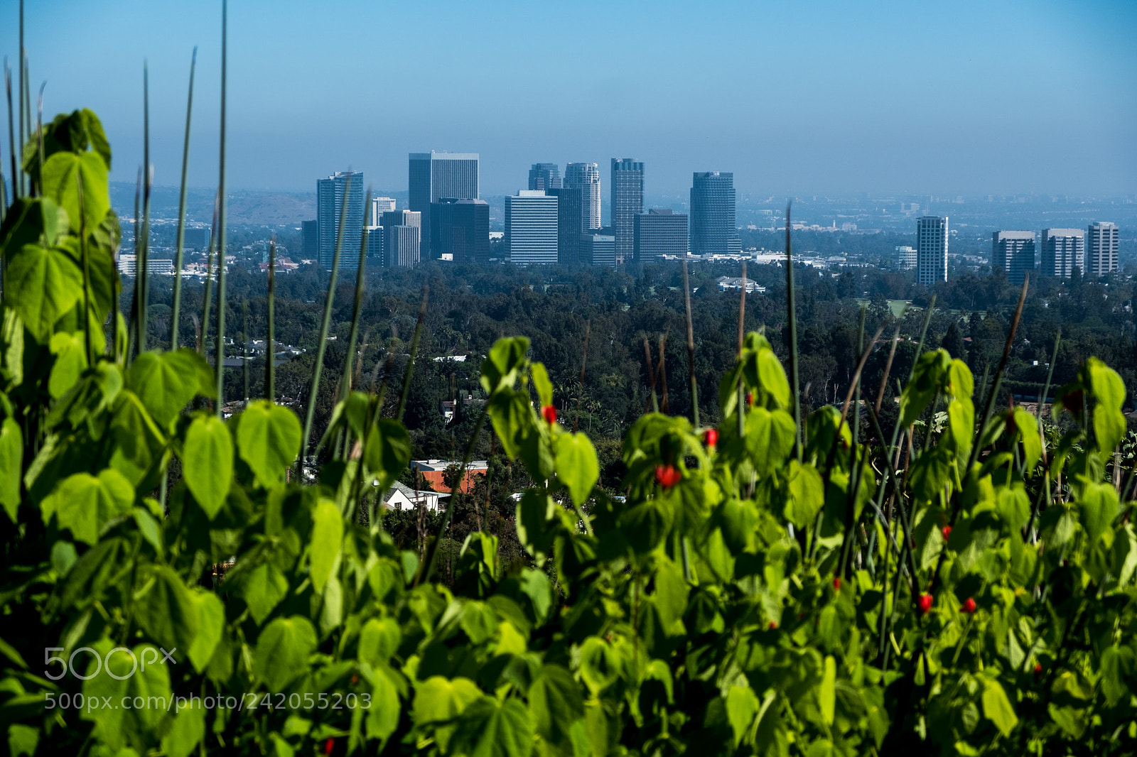 Fujifilm X-T2 sample photo. City behind plants photography