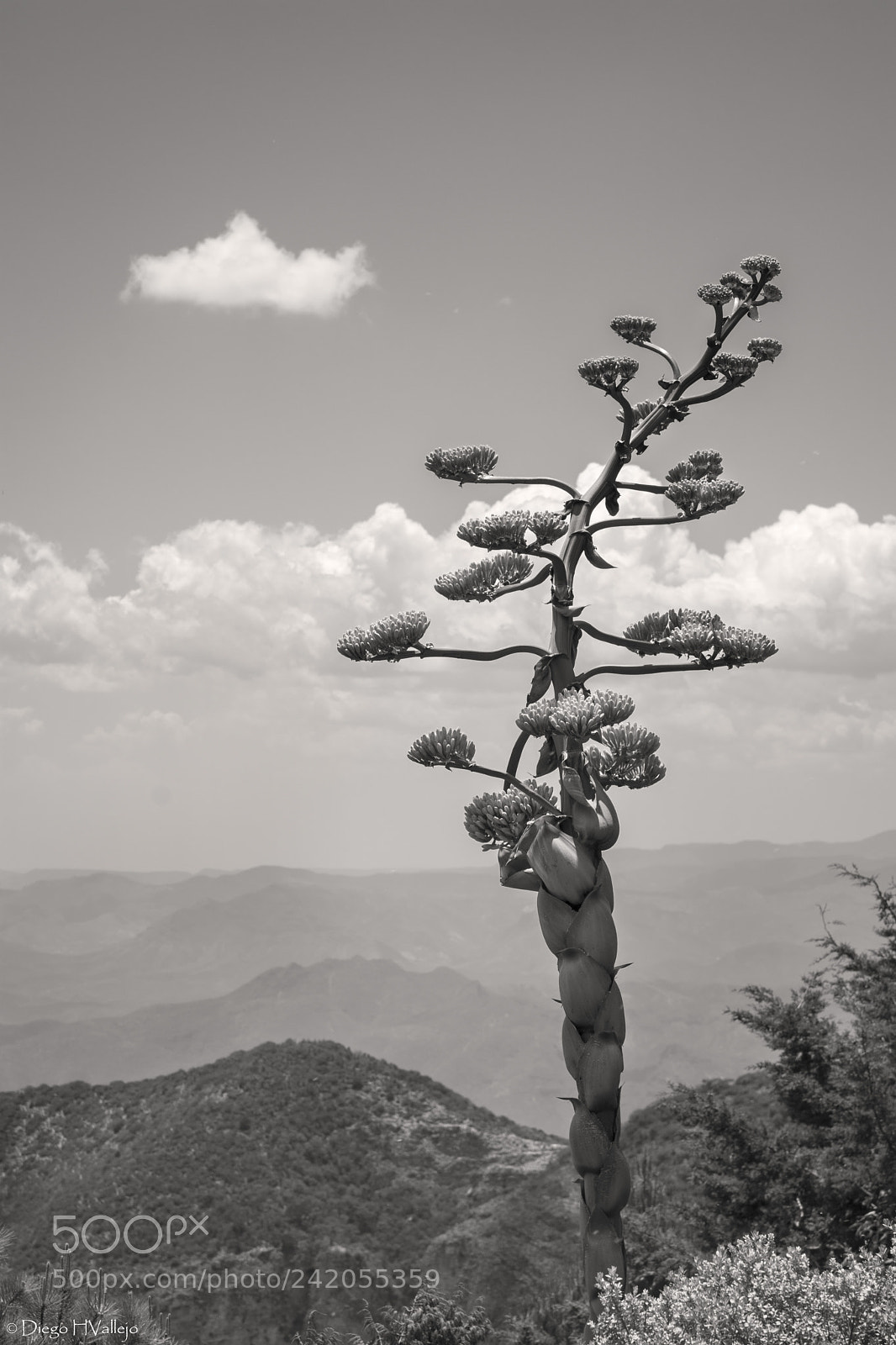 Nikon D7100 sample photo. Quiote agave flower at photography