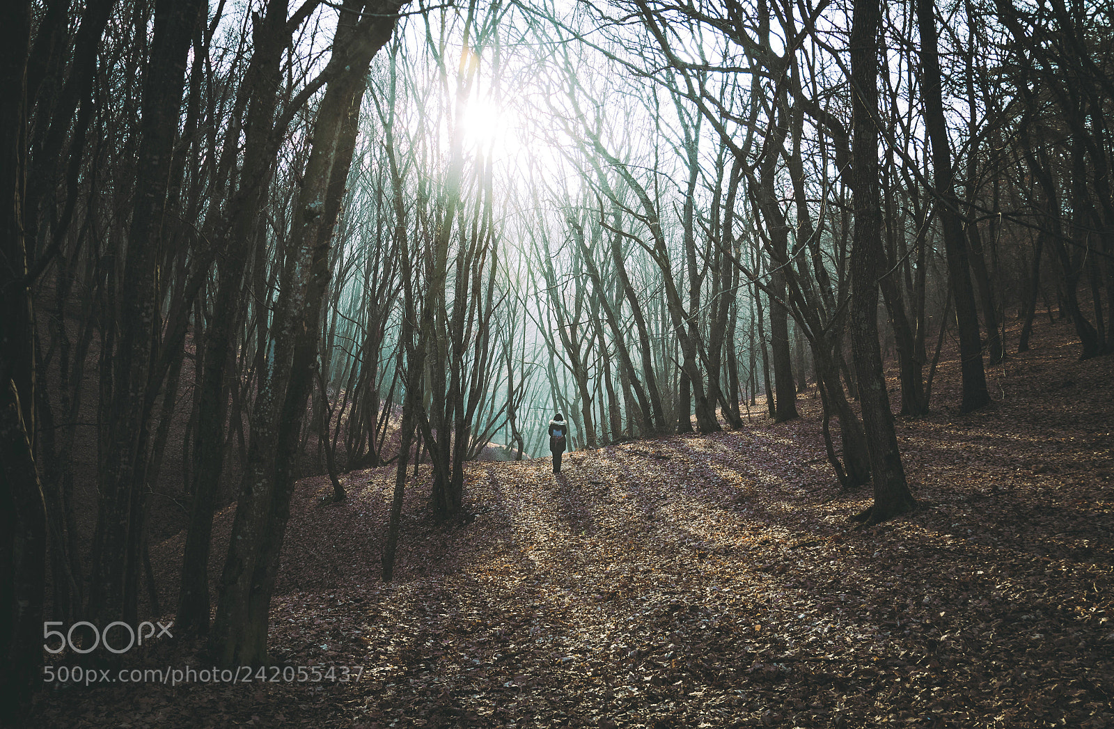Nikon D7500 sample photo. When darkness hollows photography