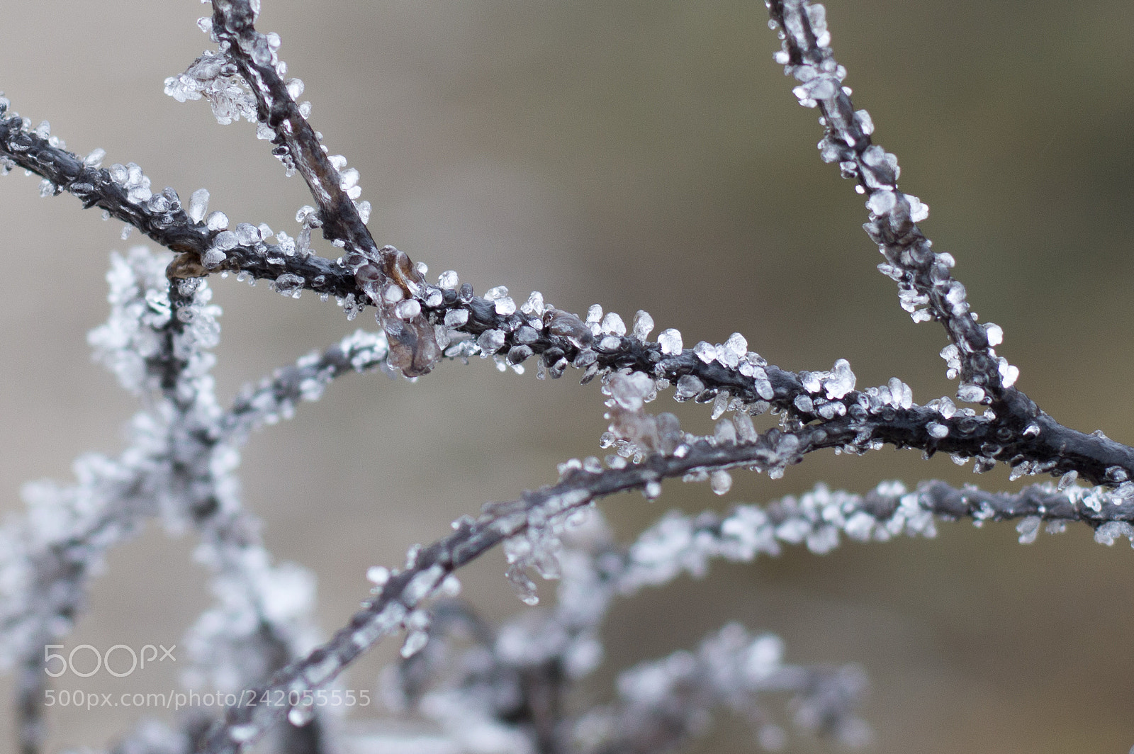 Nikon D3200 sample photo. Frosty branch photography