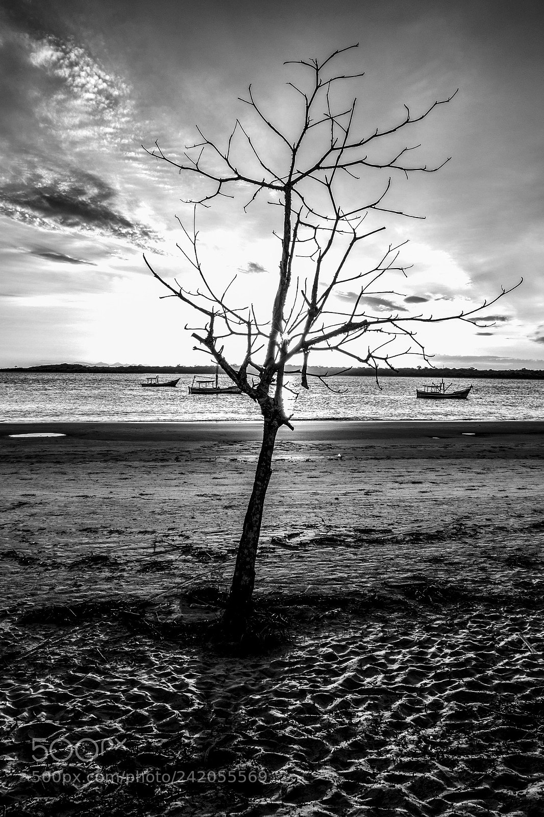 Canon EOS 700D (EOS Rebel T5i / EOS Kiss X7i) sample photo. Tree photography