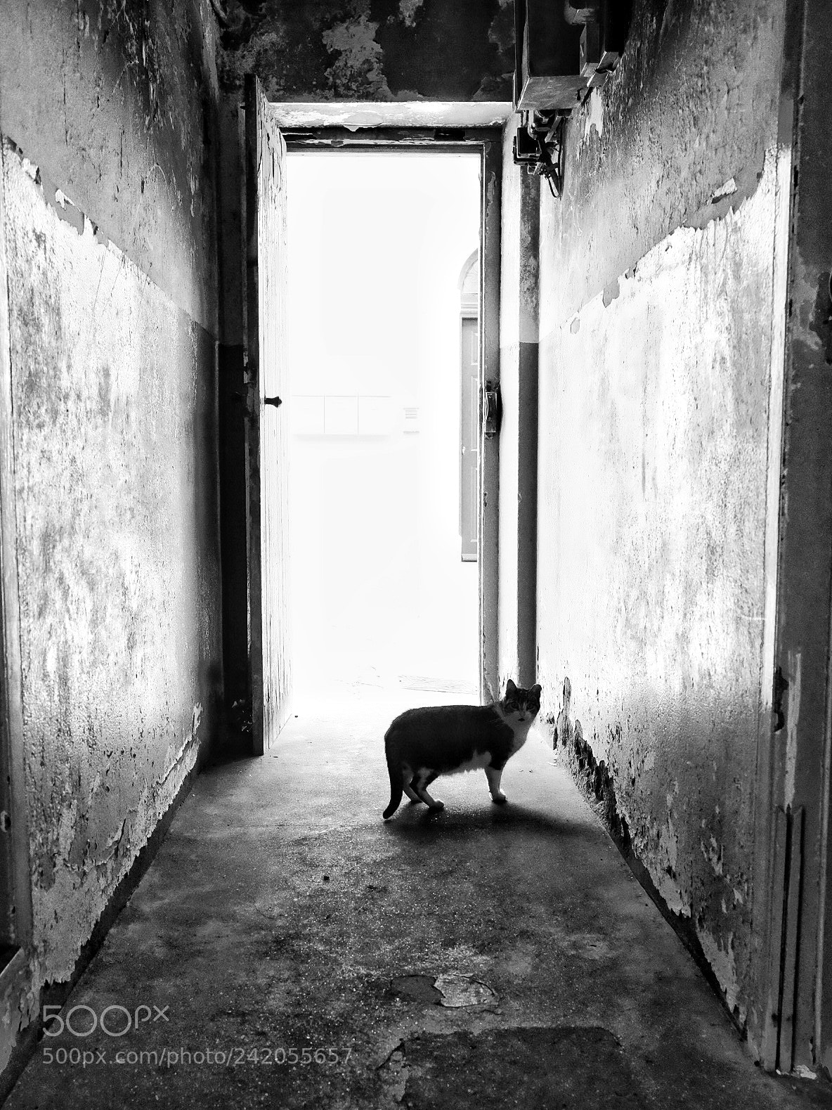 Fujifilm X-E2 sample photo. Alley cat photography