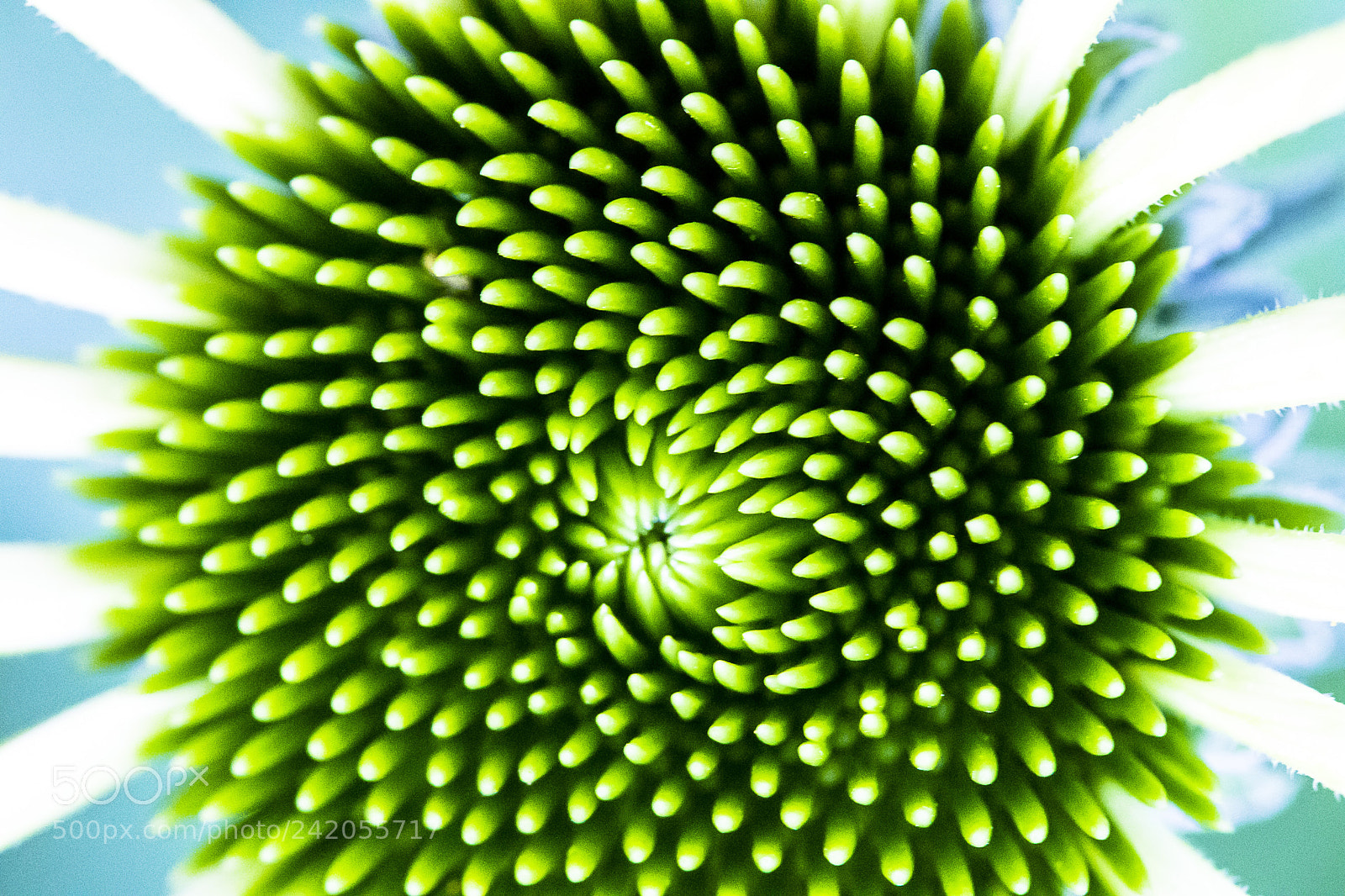 Canon EOS 7D Mark II sample photo. Green and white photography