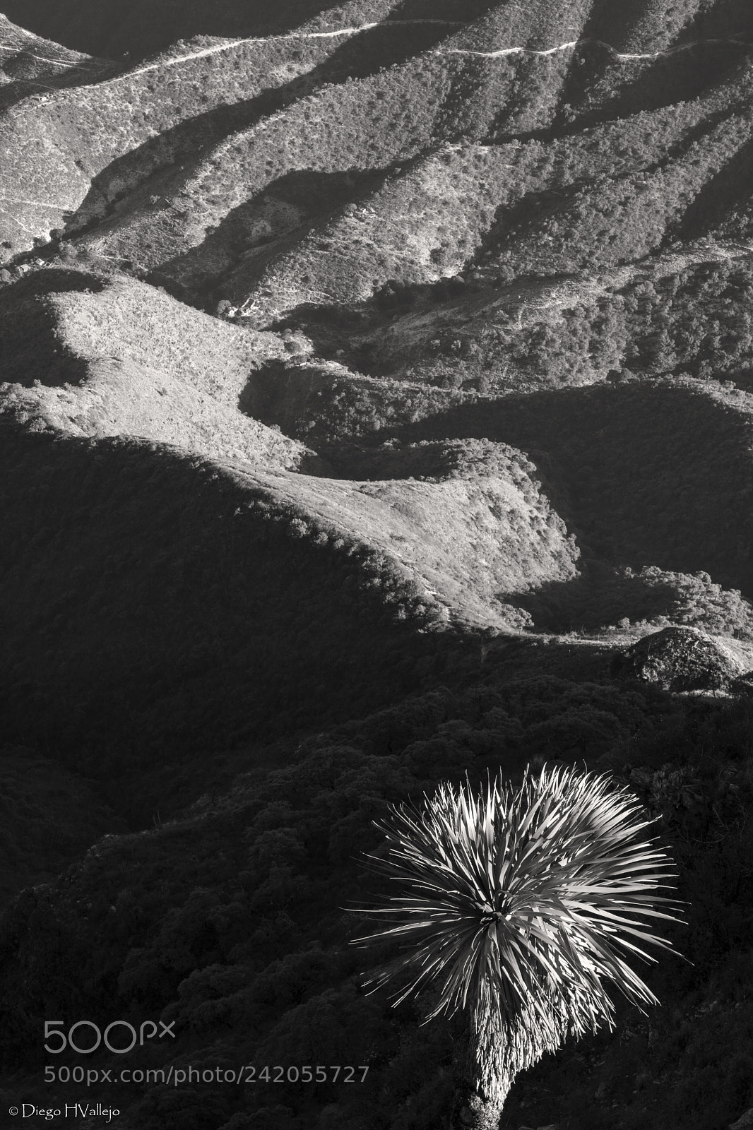 Nikon D7100 sample photo. Sierra gorda stretch marks. photography