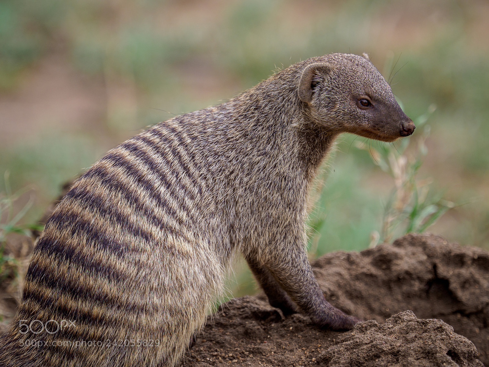 Olympus OM-D E-M1 Mark II sample photo. Serengeti bandit photography