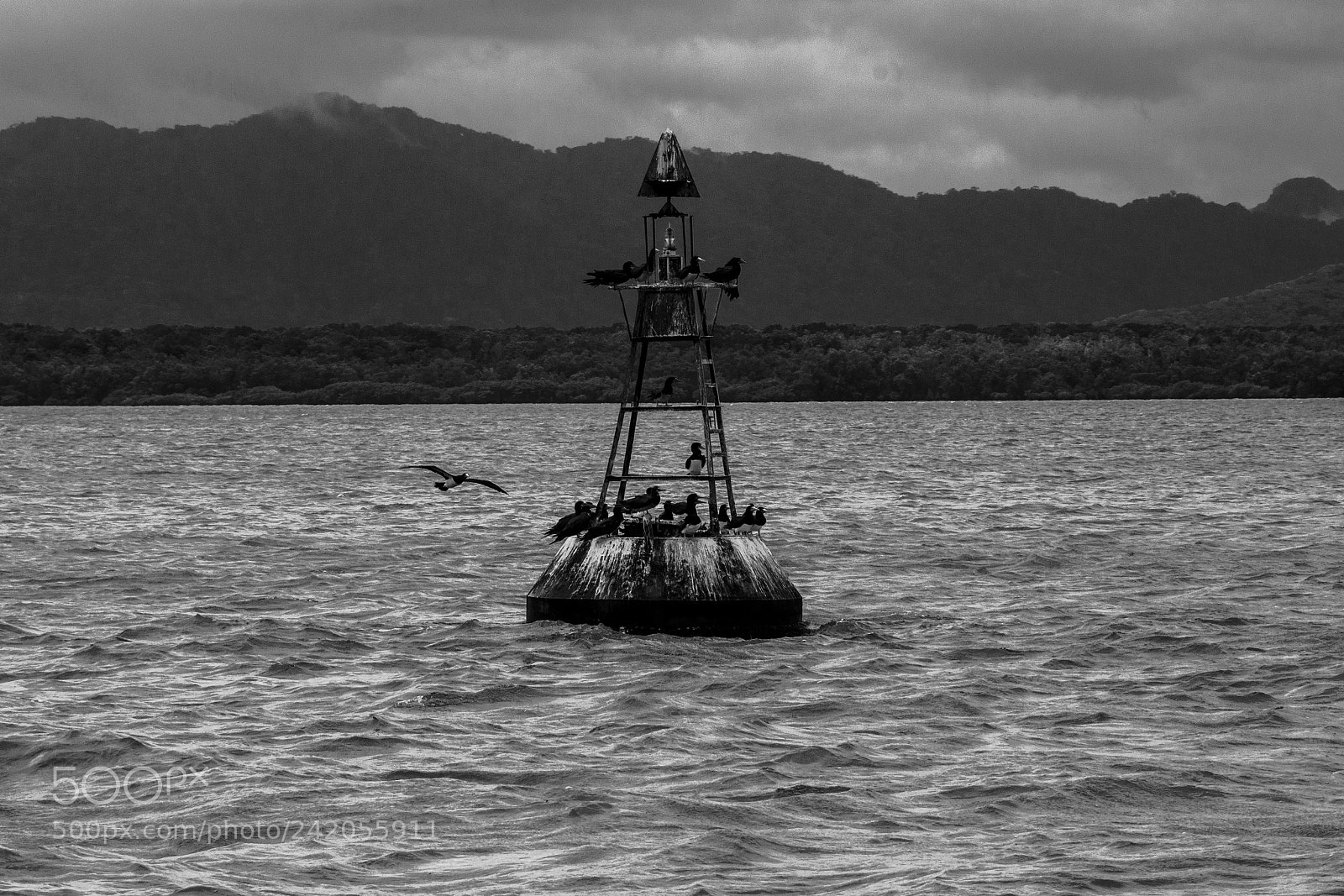 Canon EOS 700D (EOS Rebel T5i / EOS Kiss X7i) sample photo. Birds photography