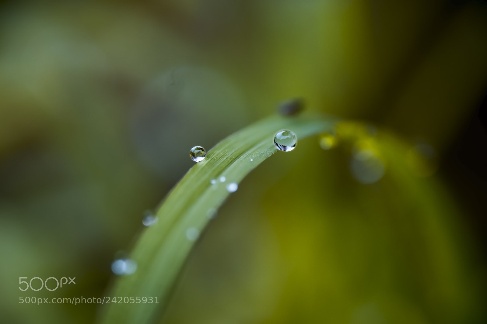 Fujifilm X-T2 sample photo. Rain dores photography