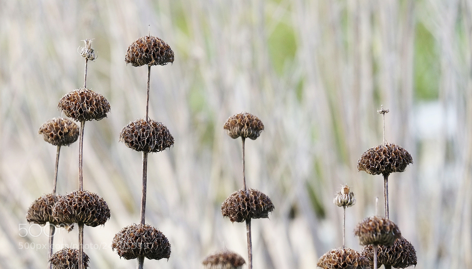 Fujifilm X-E1 sample photo. Subshrubs and shrubs photography