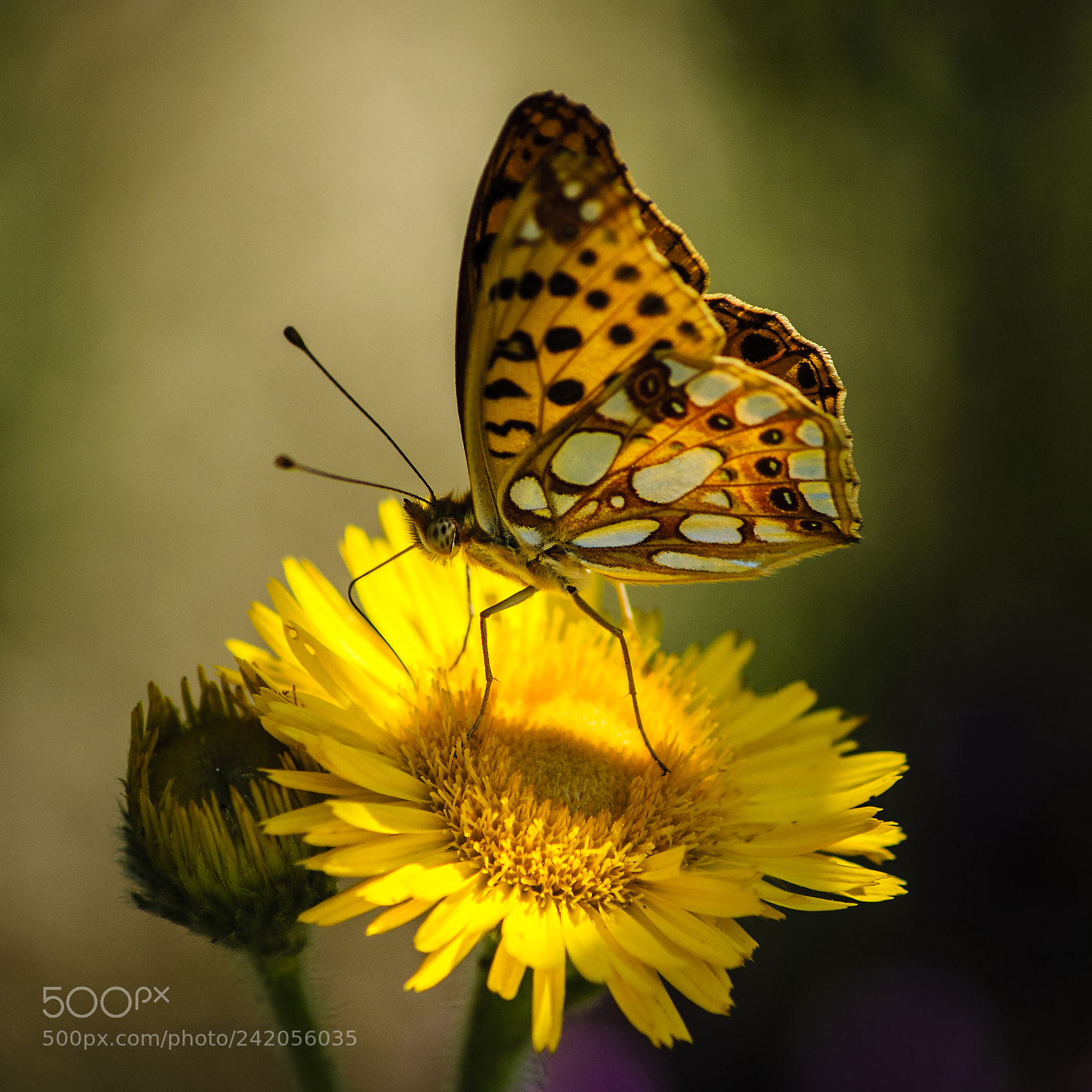 Nikon D5000 sample photo. Flower and butterfly photography