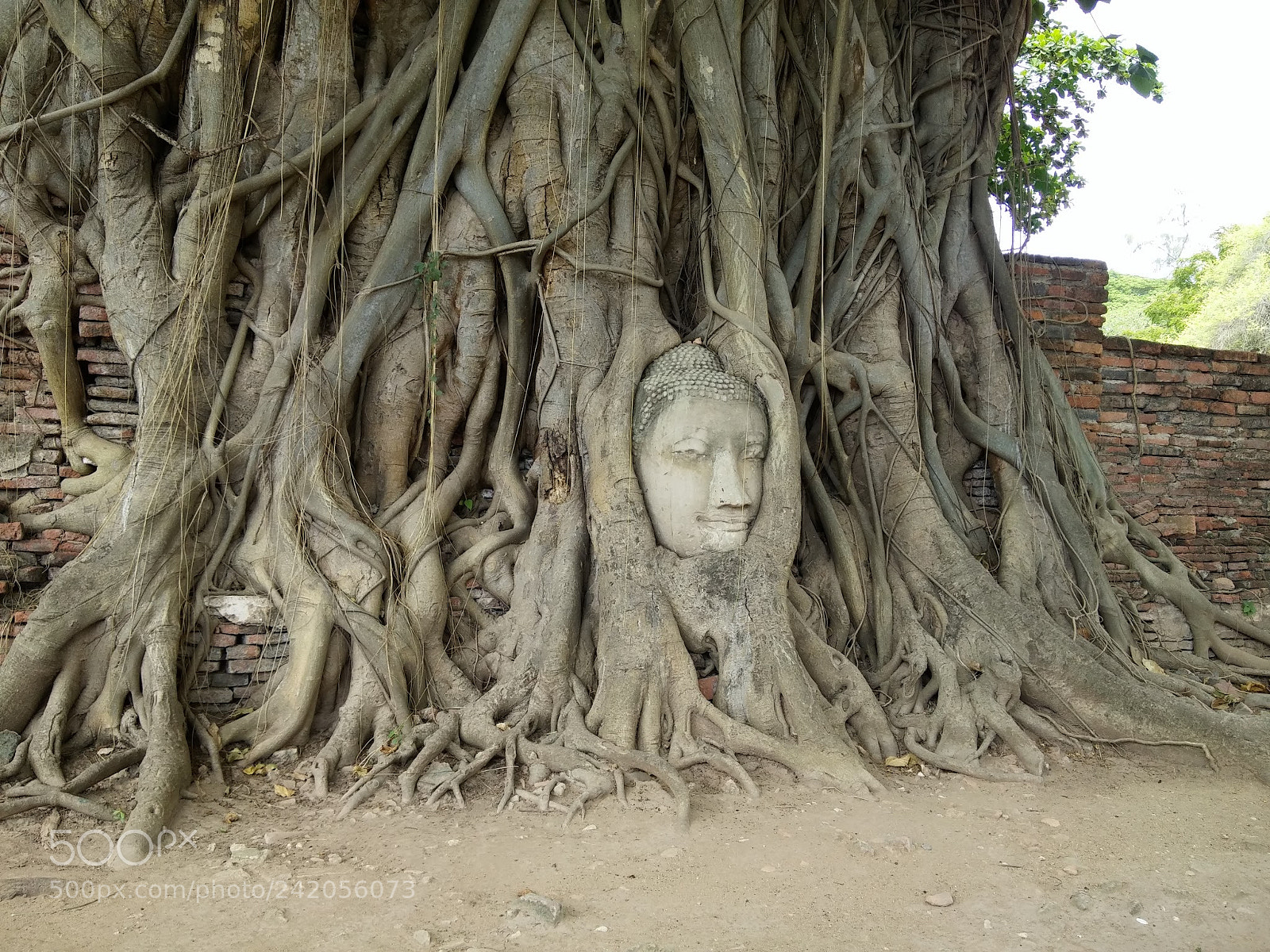 LG G3 sample photo. Buddha's head in the photography