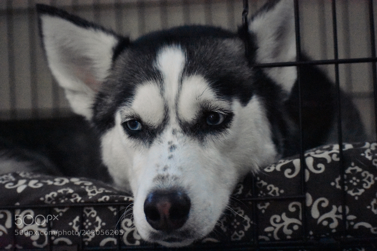 Nikon D3400 sample photo. Fuzz ball photography