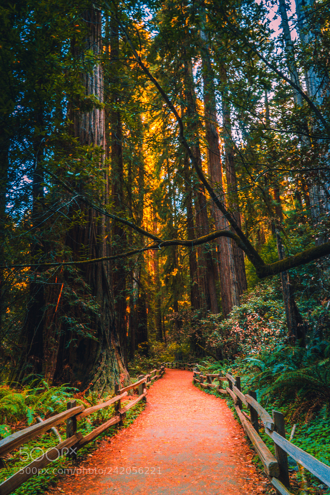 Sony a6500 sample photo. Muir woods photography