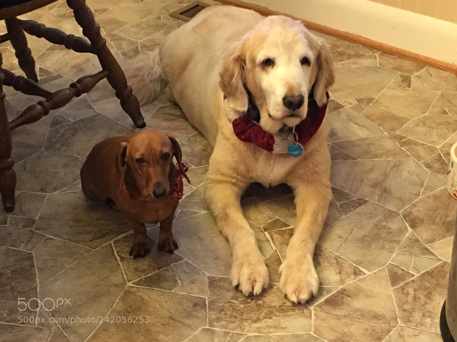 Apple iPhone 6s Plus sample photo. Chloe taffy posing for photography