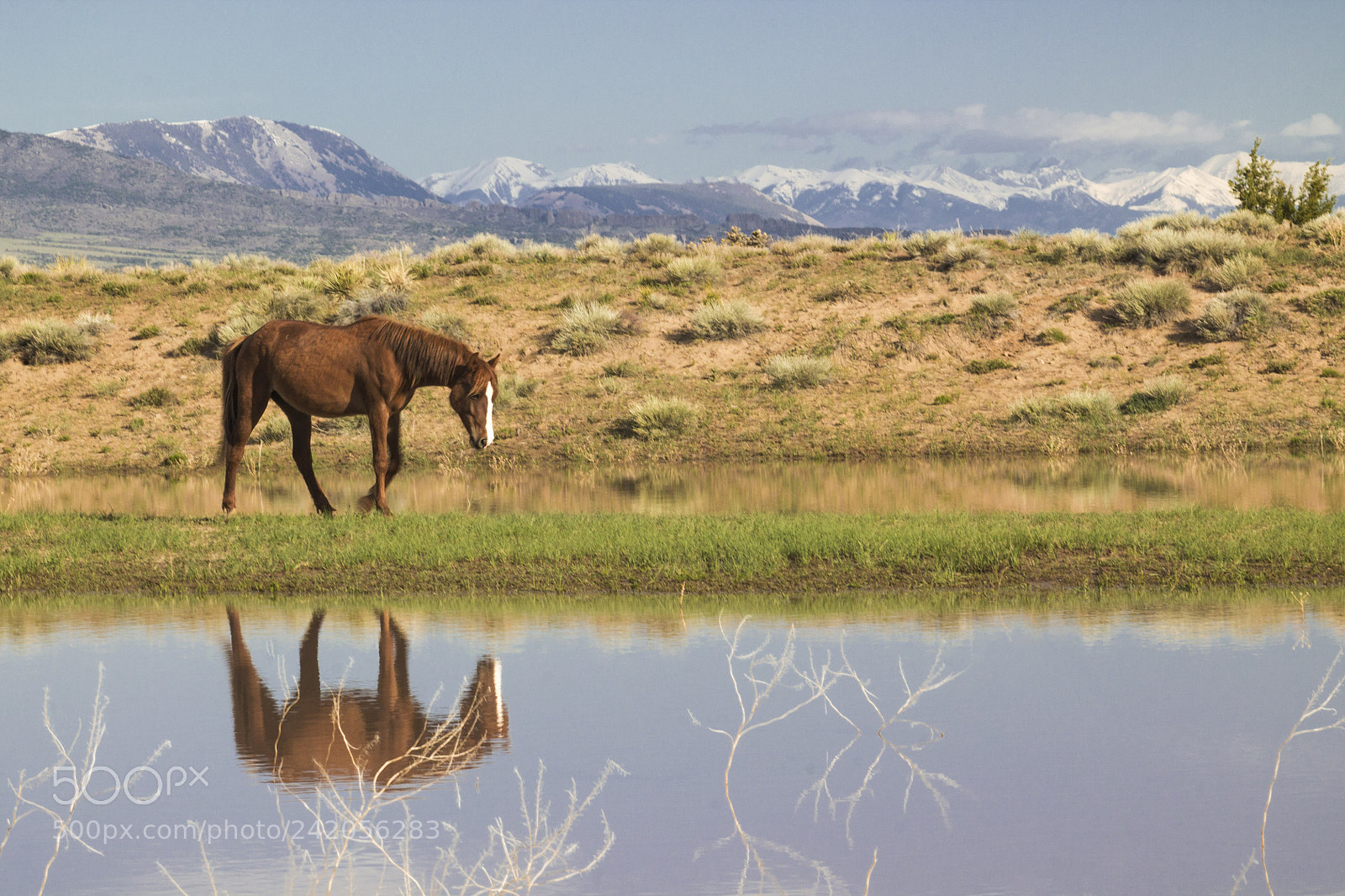 Canon EOS 1100D (EOS Rebel T3 / EOS Kiss X50) sample photo. Wild horse, colorado photography