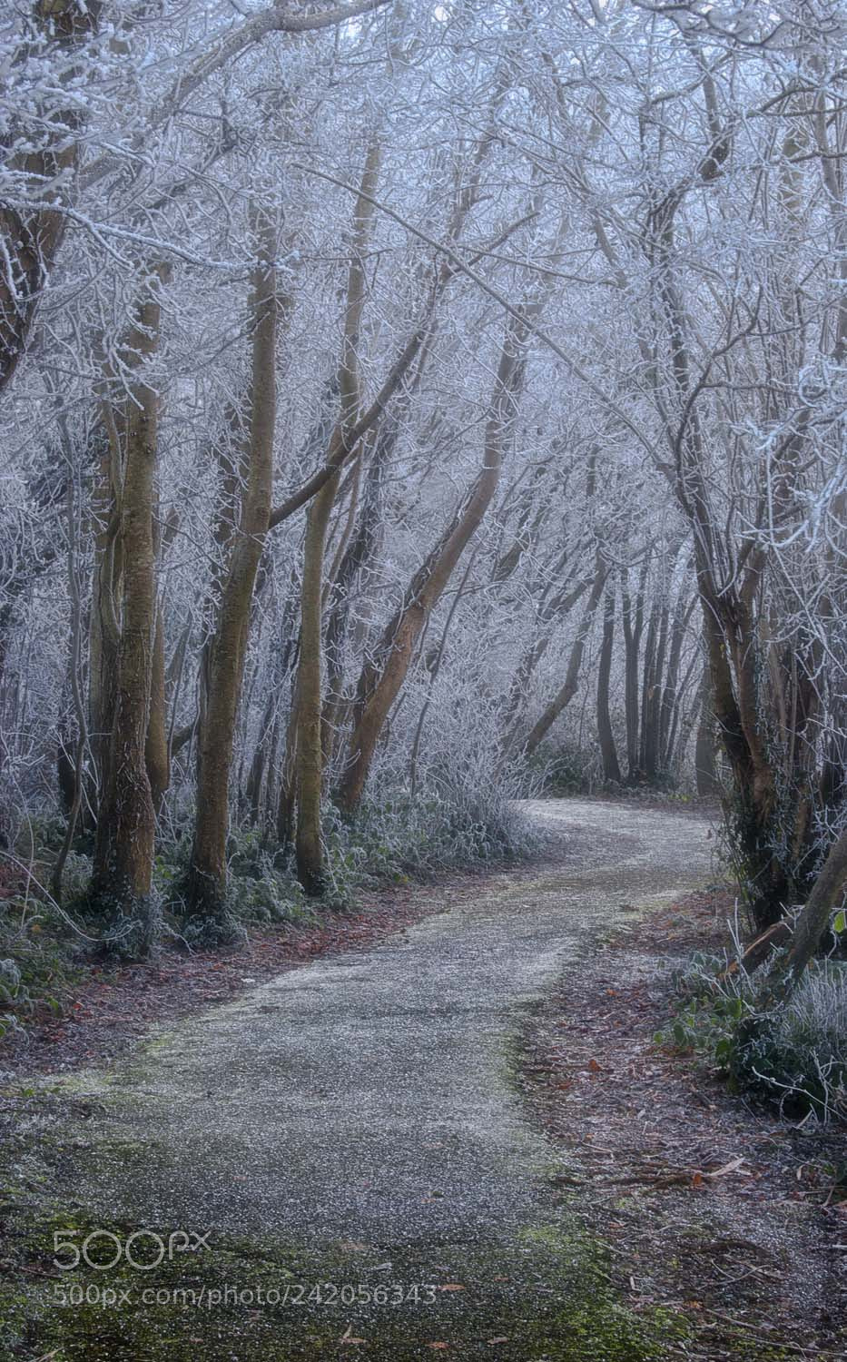 Nikon D40X sample photo. Narnia photography