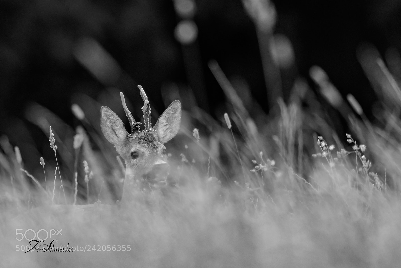 Canon EOS-1D X Mark II sample photo. Roebuck photography