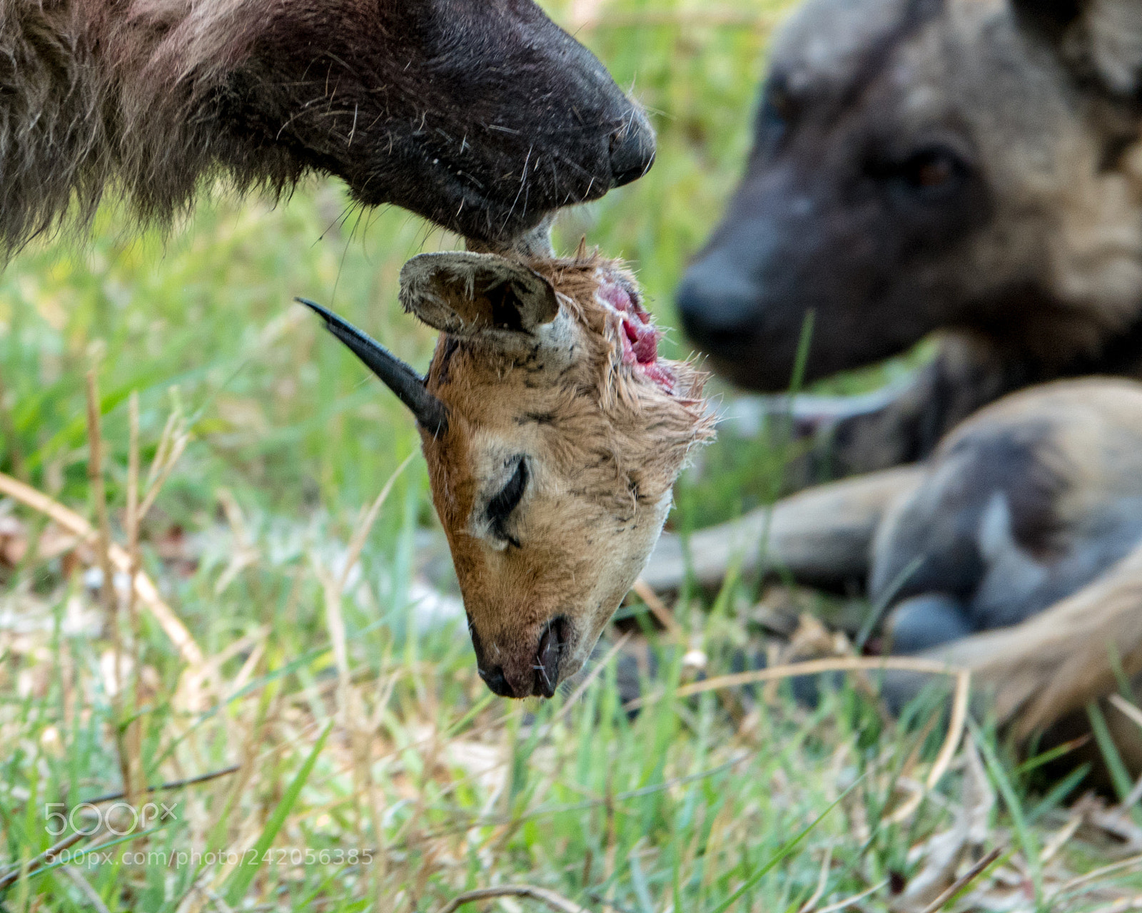 Sony Cyber-shot DSC-RX10 IV sample photo. Wild dog kill photography