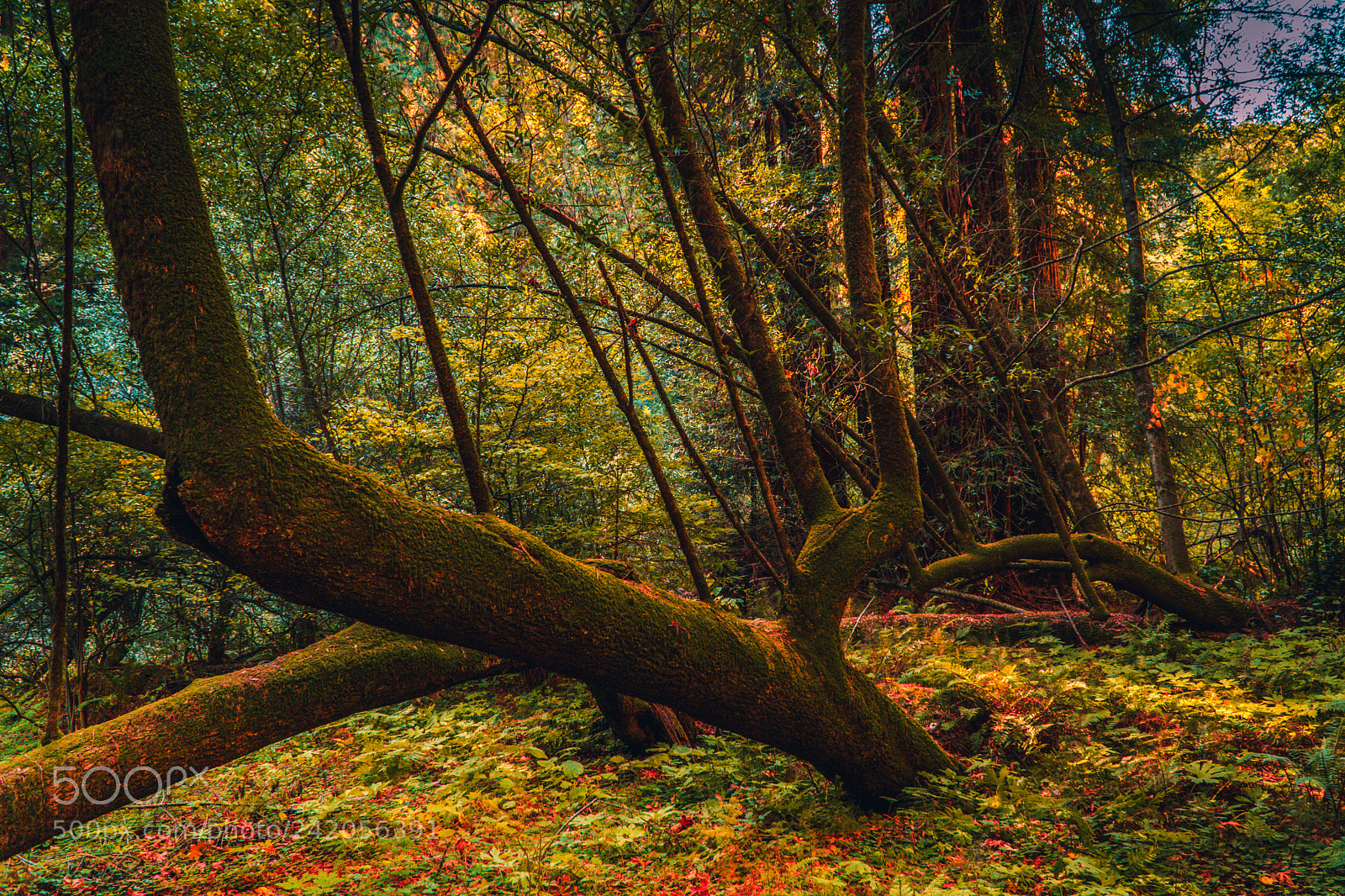 Sony a6500 sample photo. Muir woods photography