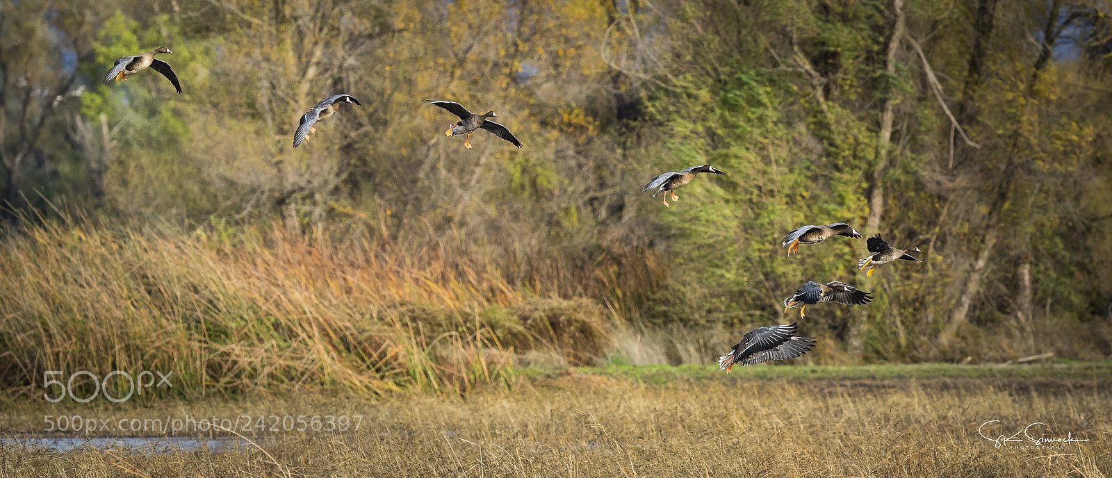 Nikon D850 sample photo. White front geese photography