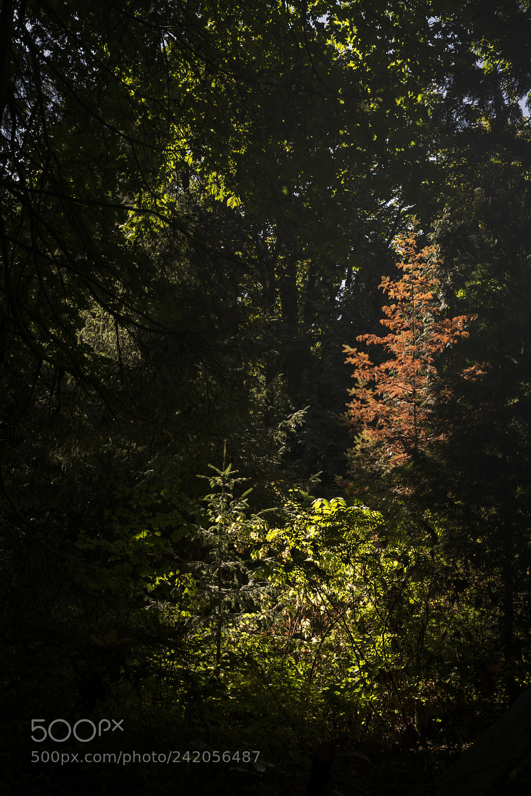 Nikon D7100 sample photo. Through the shadows, colour. photography