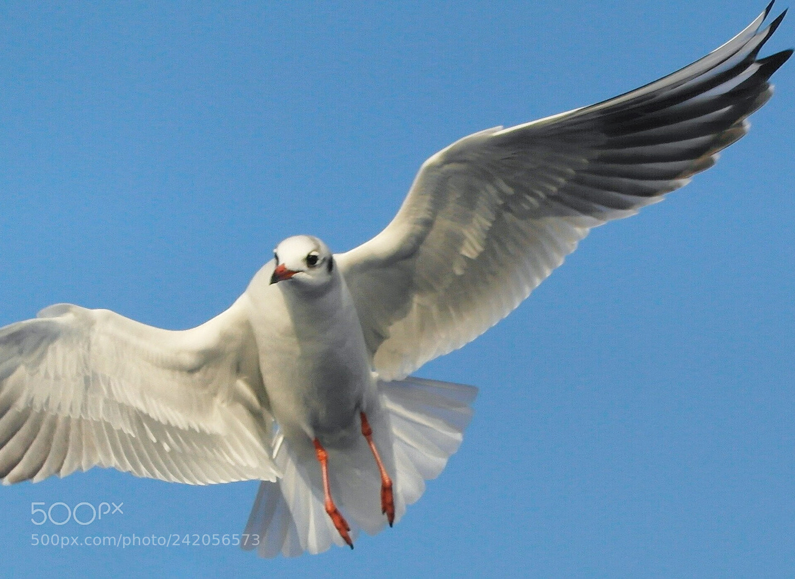Samsung NX1000 sample photo. Wings of an angel photography