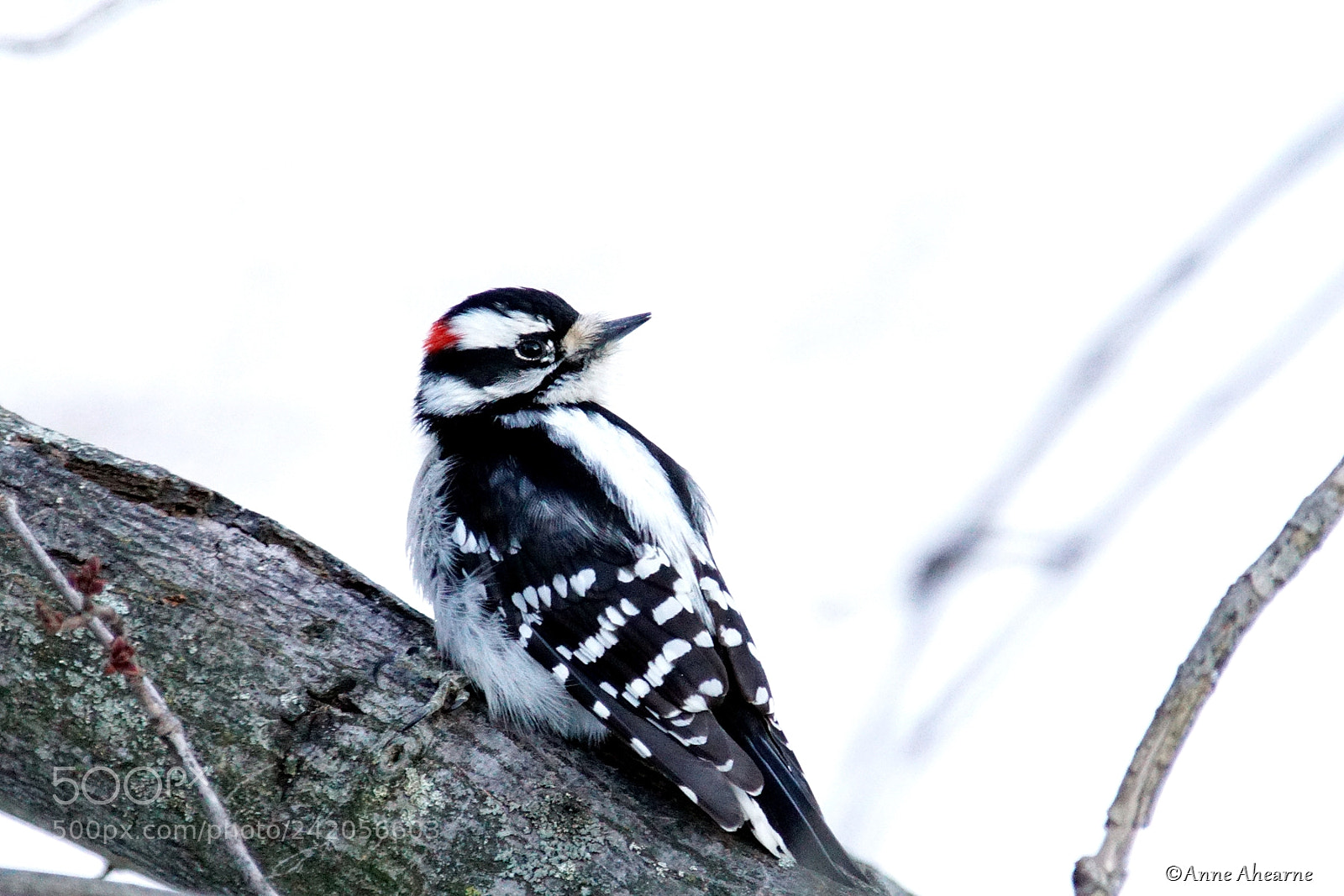 Sony ILCA-77M2 sample photo. Male downy woodpecker looking photography
