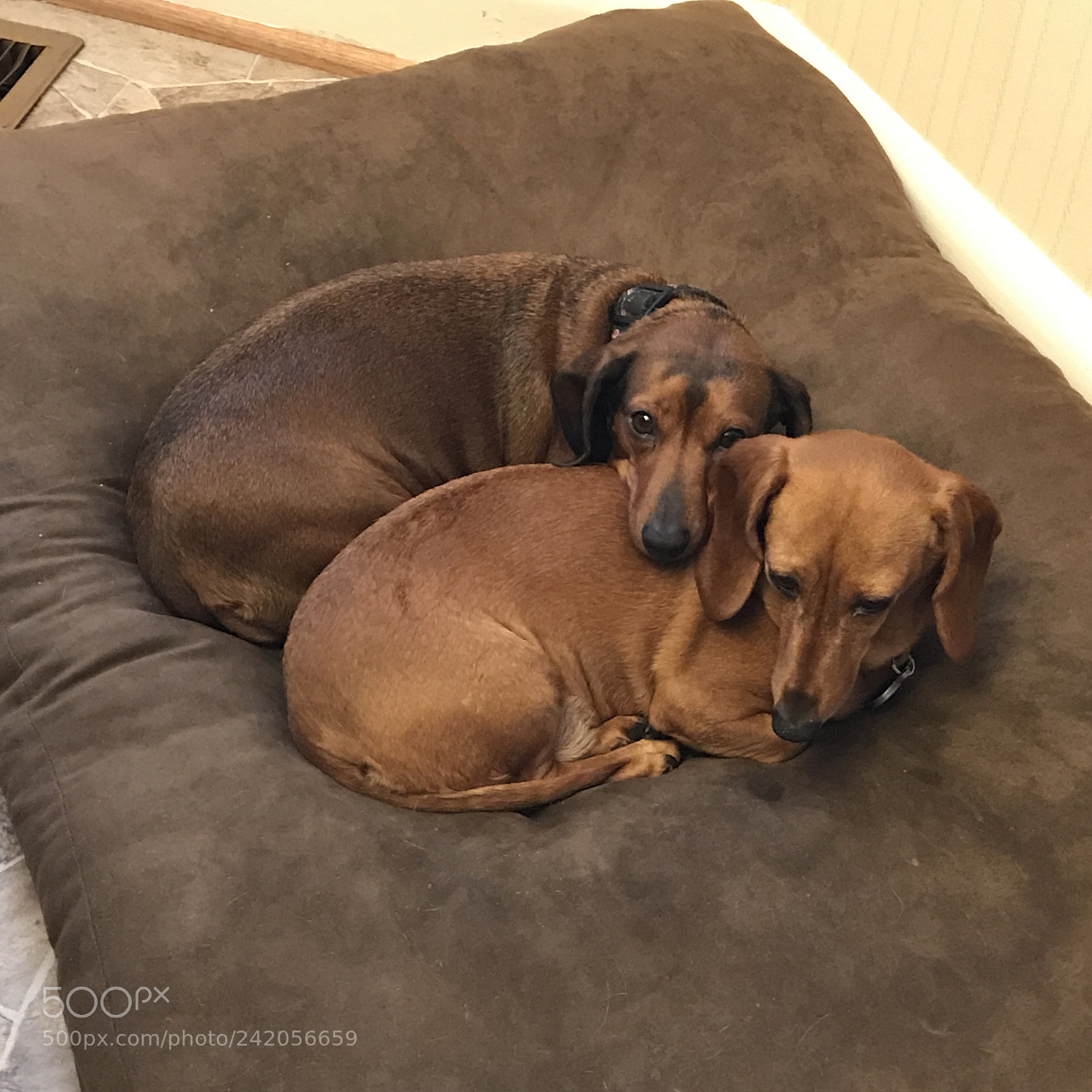 Apple iPhone 7 sample photo. Cuddling photography