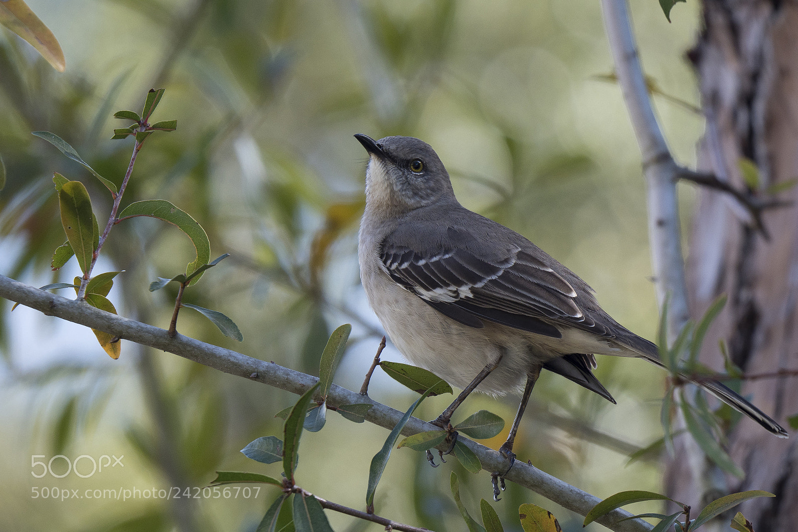 Olympus OM-D E-M1 Mark II sample photo. Mocking bird photography