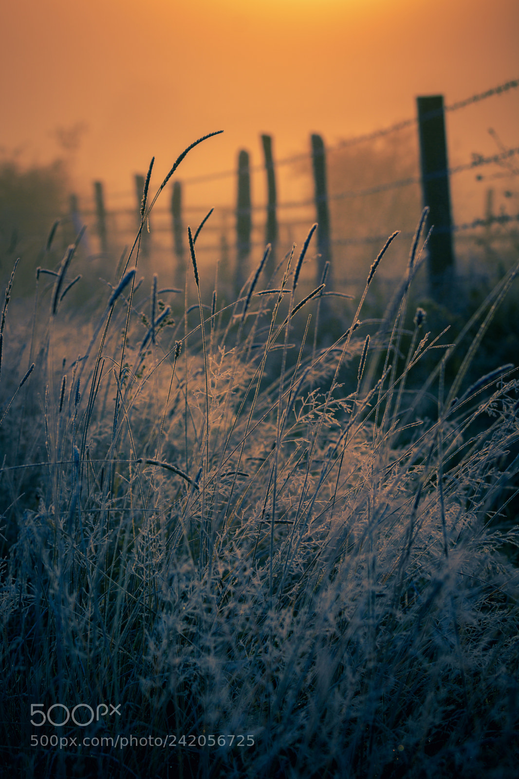 Nikon D7200 sample photo. Frozen grass photography