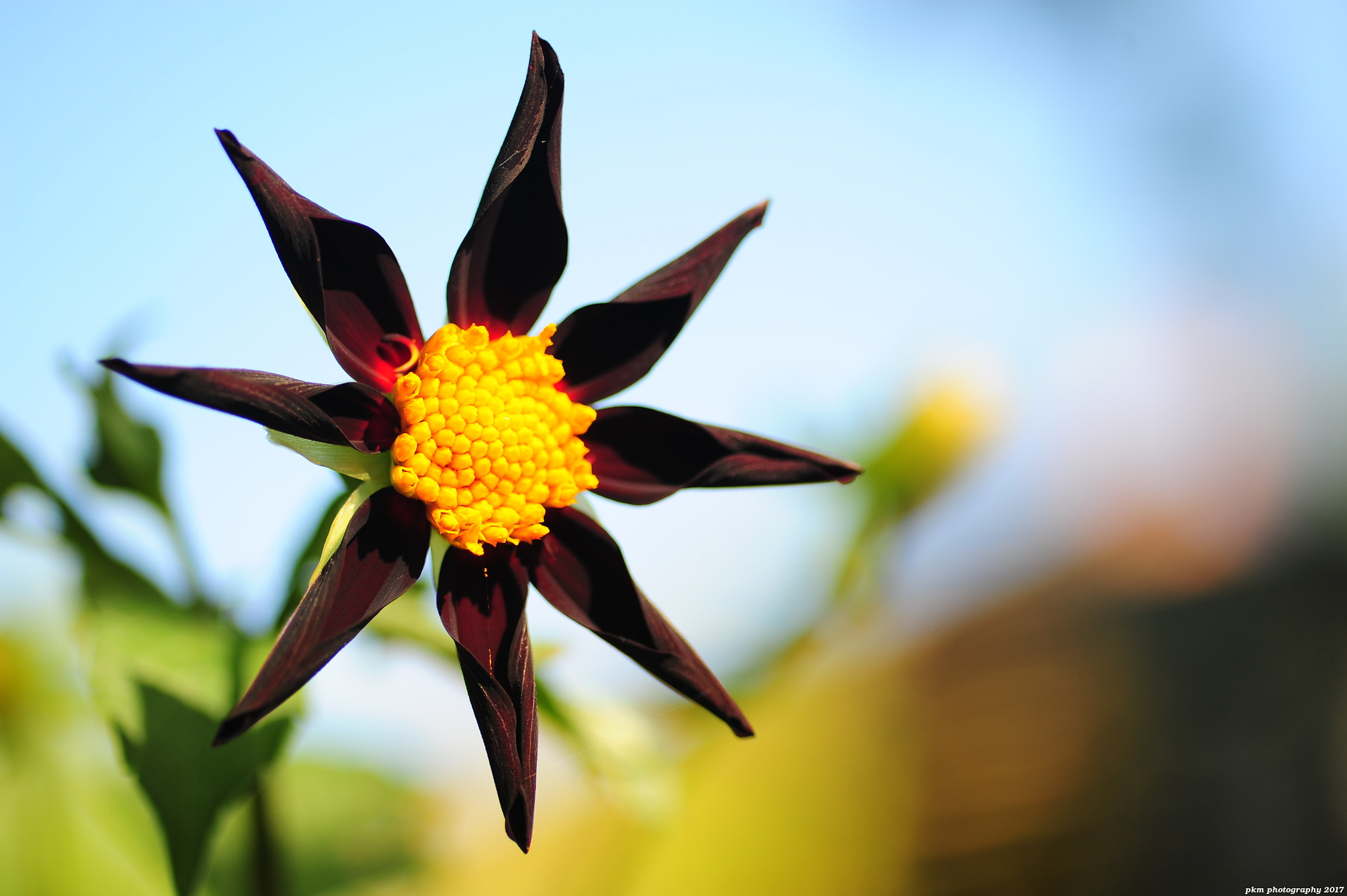 Nikon D700 sample photo. Dahlia 'verrone's obsidian' photography