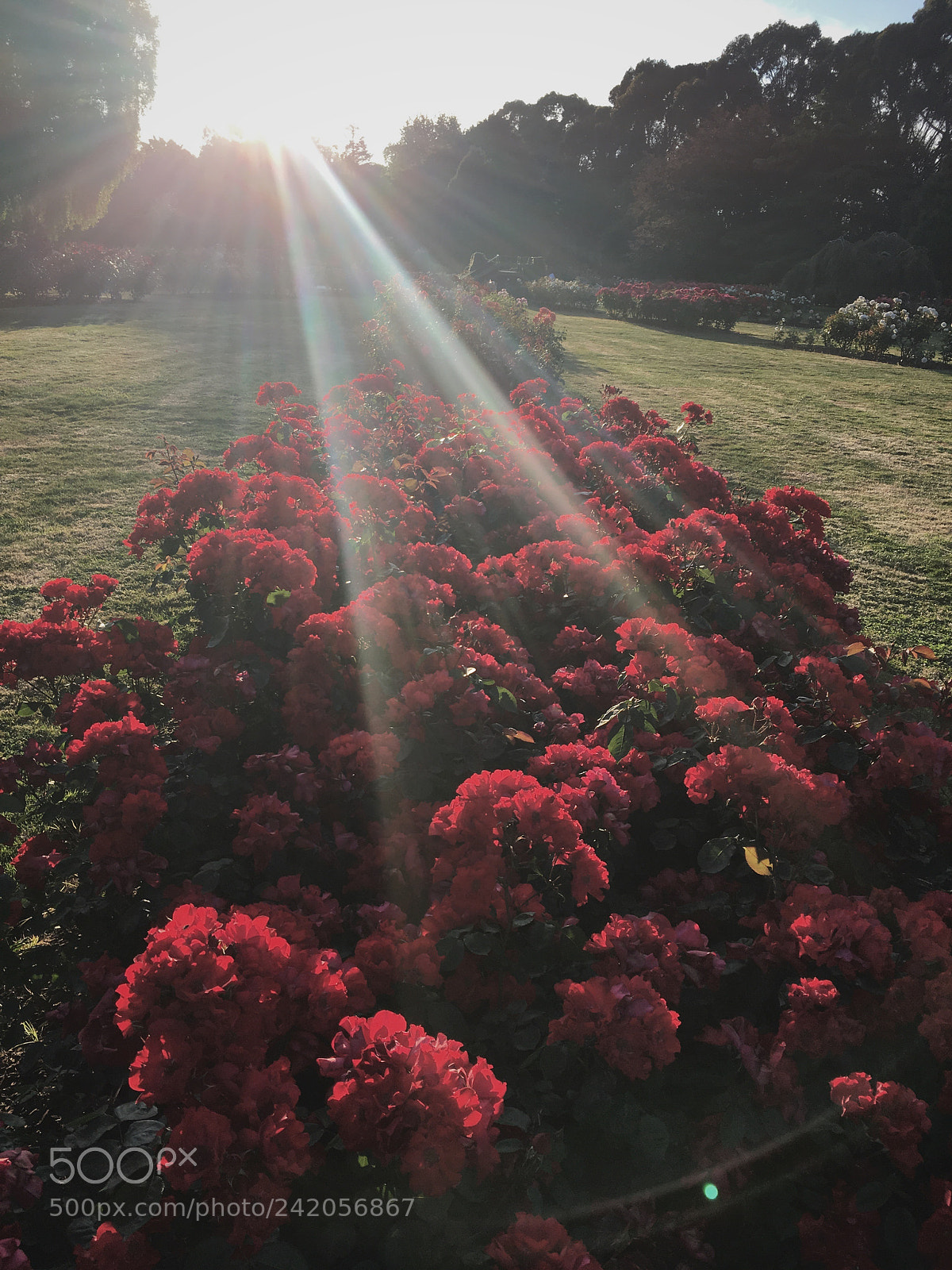 Apple iPhone 6s sample photo. Sunshine and red roses photography