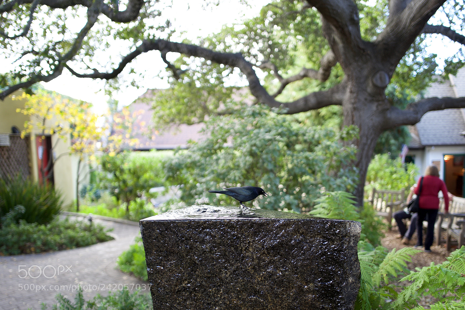Leica Q (Typ 116) sample photo. Bird bath photography