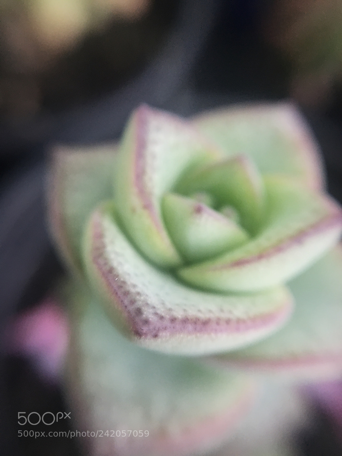Apple iPhone 6s sample photo. Close  photography