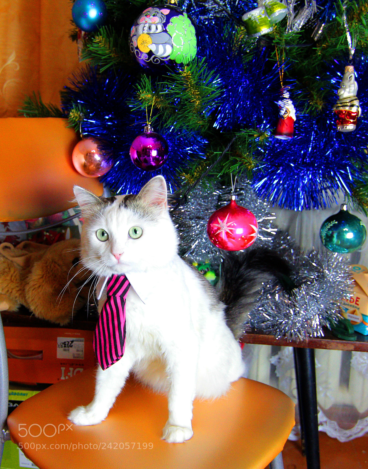 Canon EOS 60D sample photo. Christmas cat photography