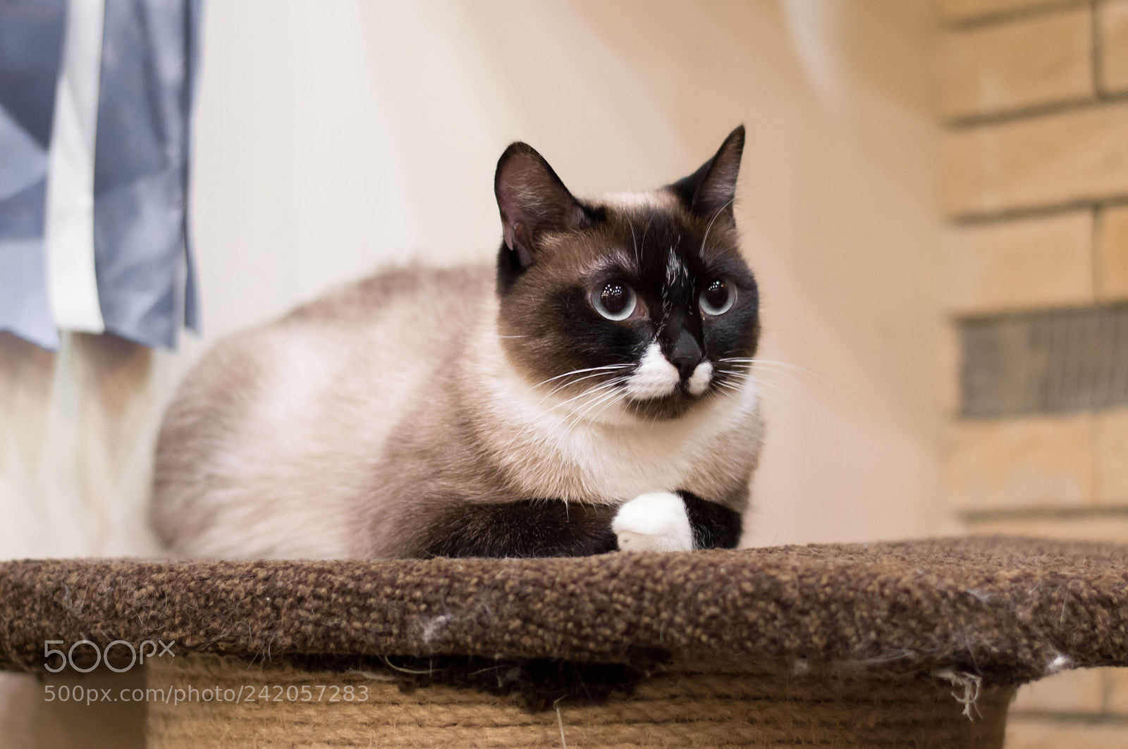 Nikon D3200 sample photo. Cat =) photography