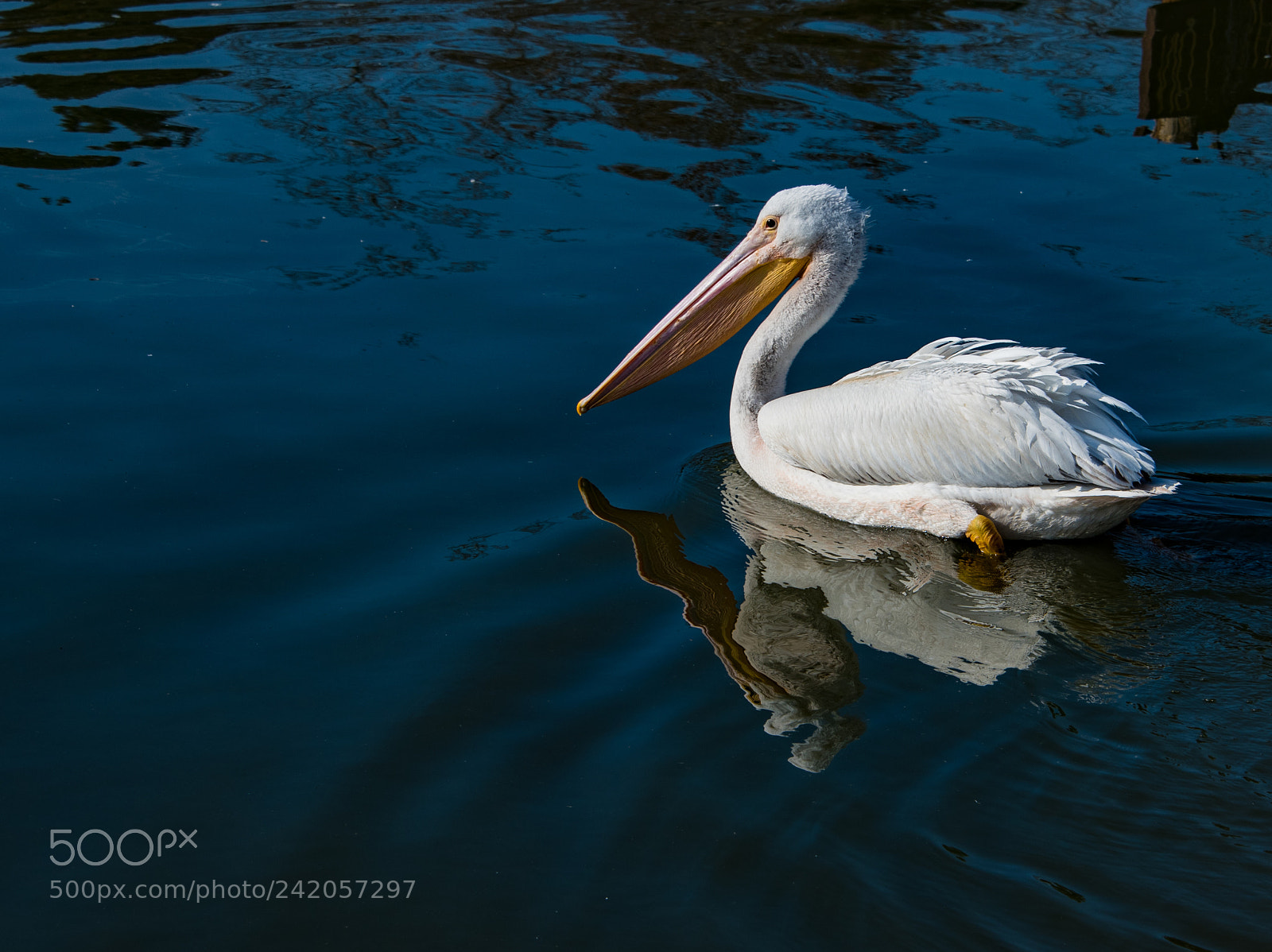 Nikon D750 sample photo. Pelican reflecting on the photography