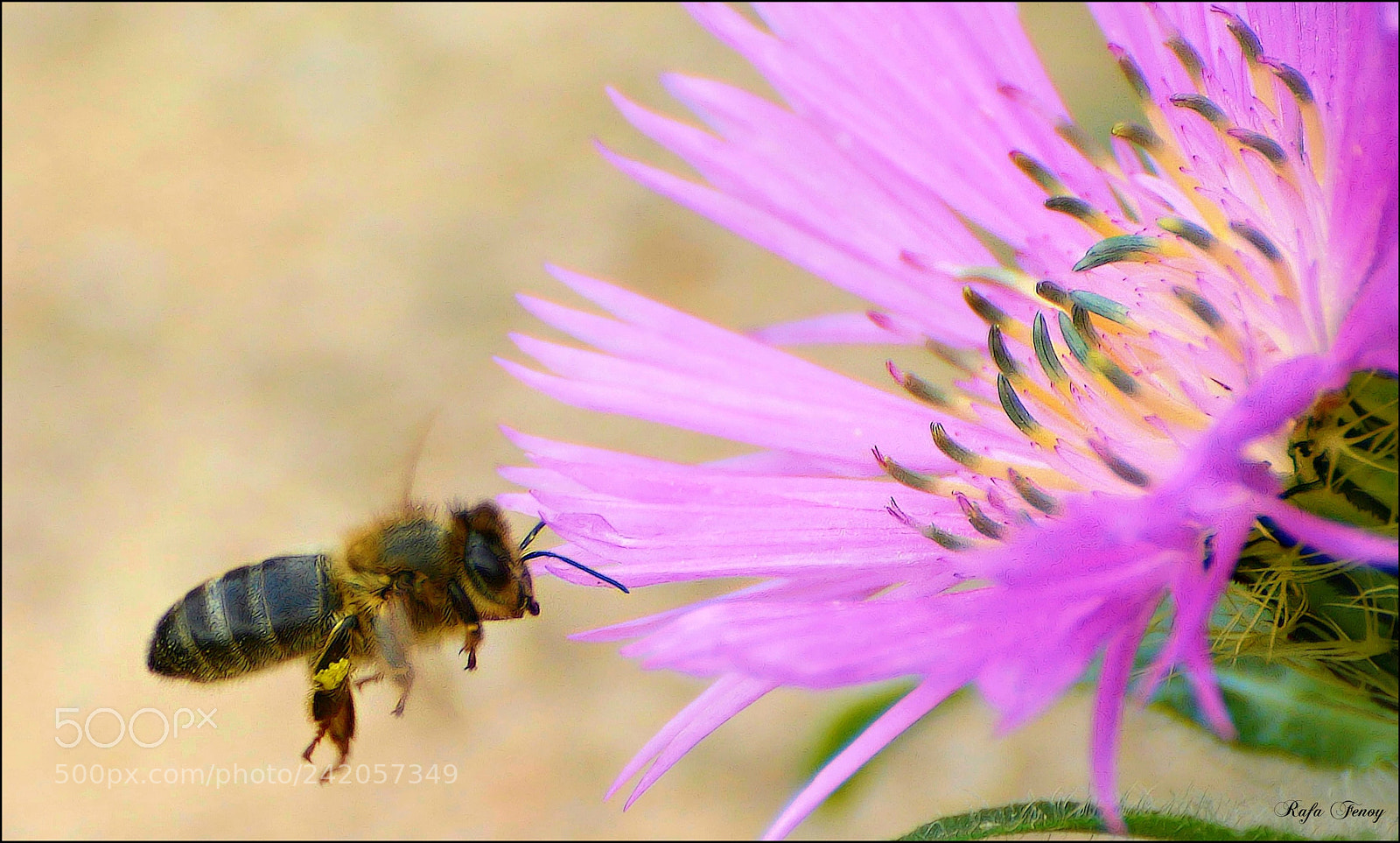 Nikon D7100 sample photo. Sabia naturaleza photography