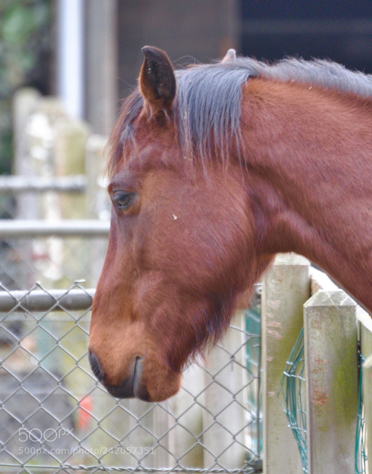 Nikon D90 sample photo. I feel sad today photography