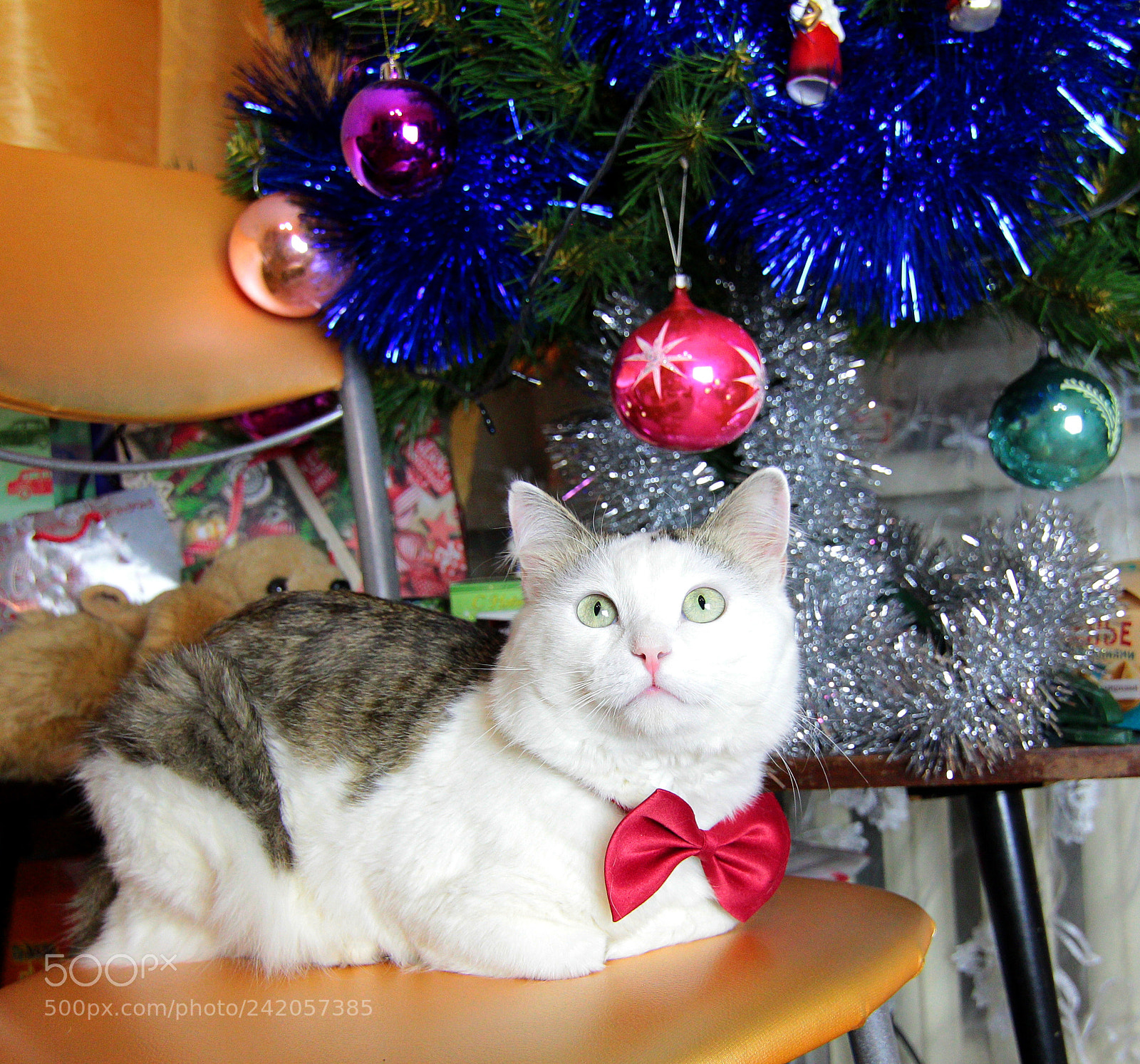 Canon EOS 60D sample photo. Christmas cat photography