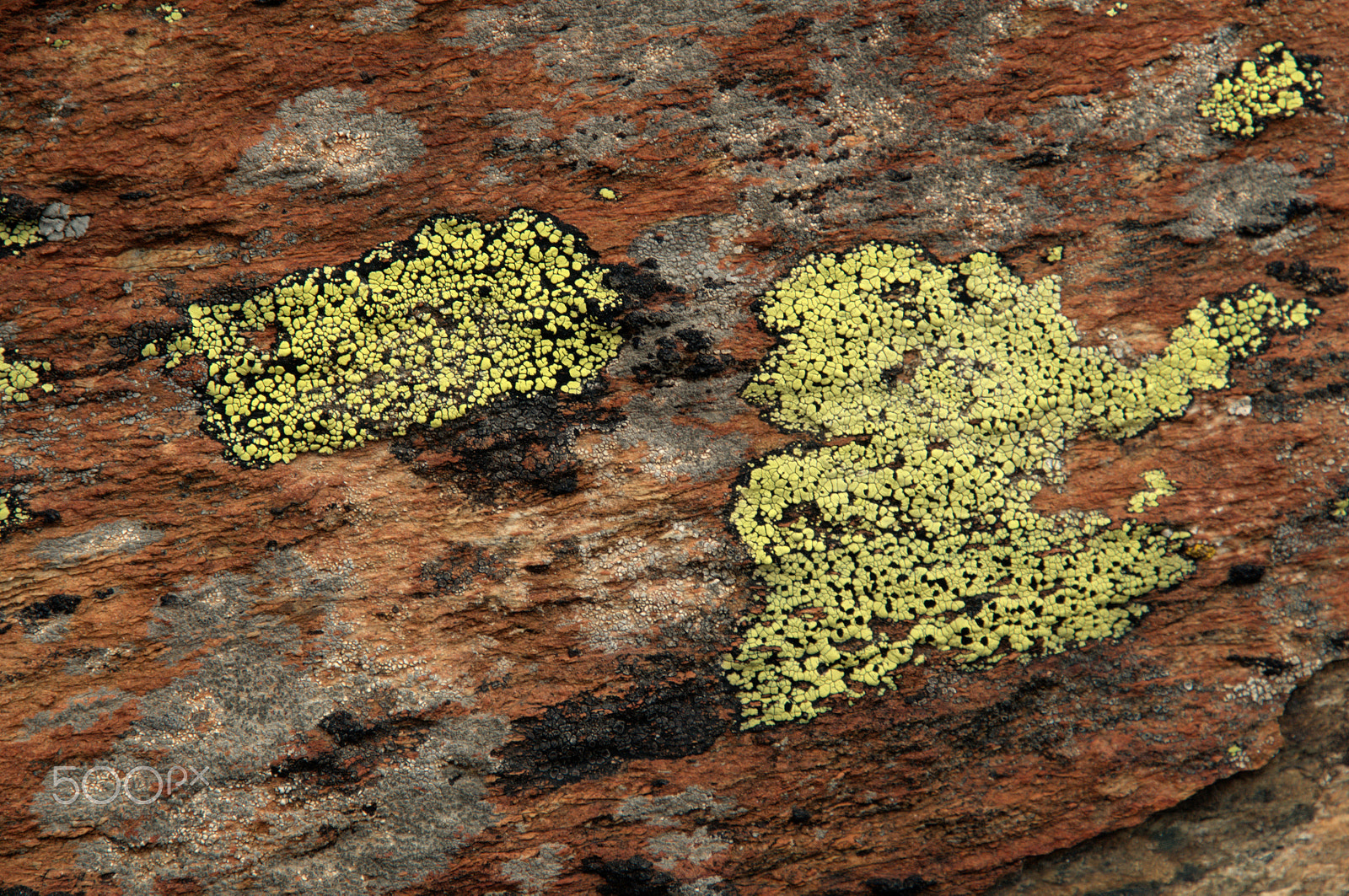 Nikon D300 sample photo. Lichen photography