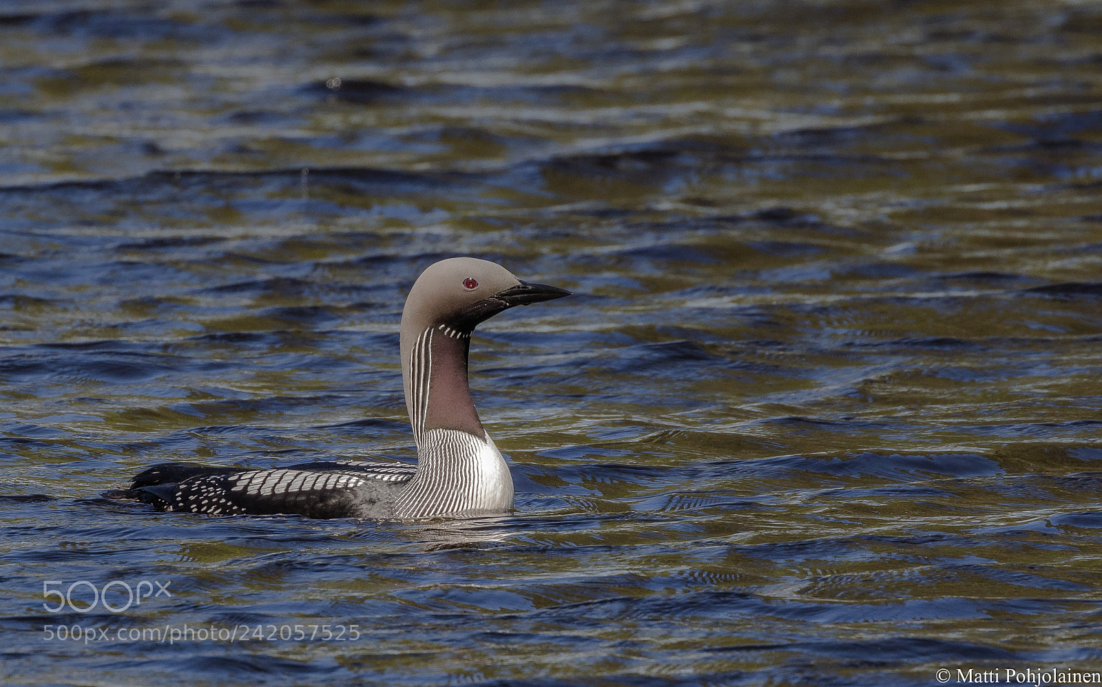 Canon EOS 7D Mark II sample photo. Black-throated loon photography