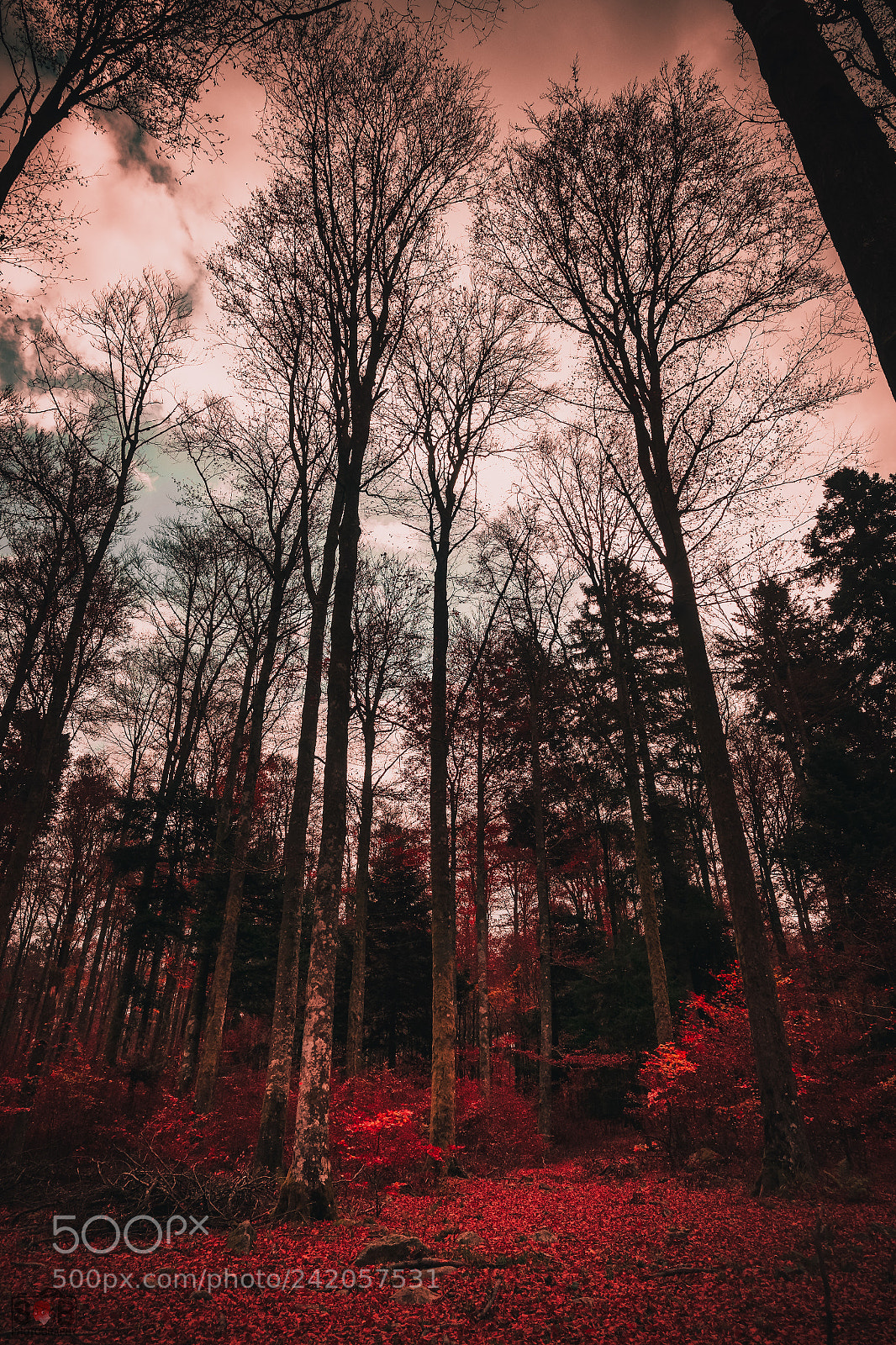 Sony Cyber-shot DSC-RX100 IV sample photo. Autumn forest photography