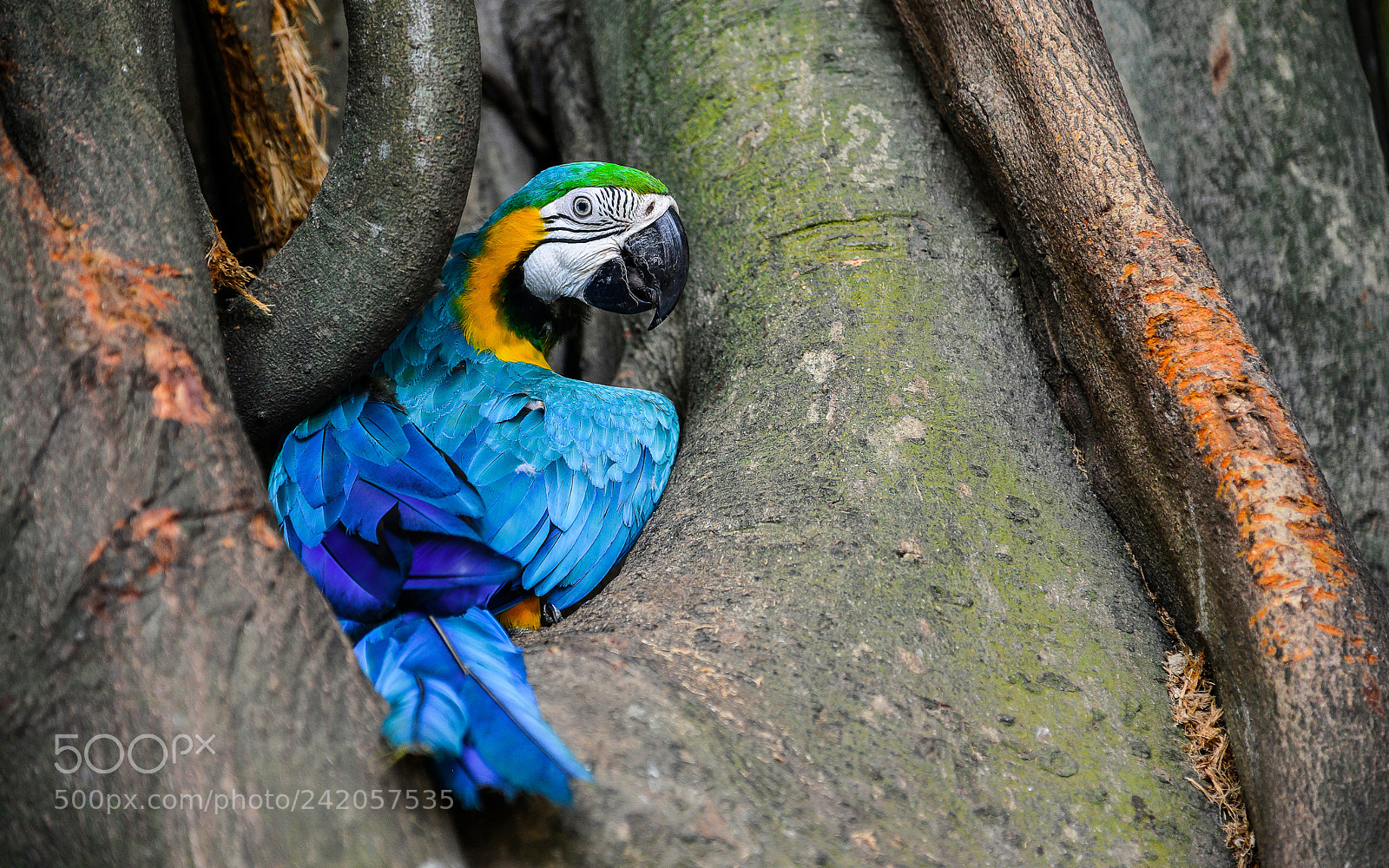 Nikon D800E sample photo. Parrot cartagena kolumbien photography