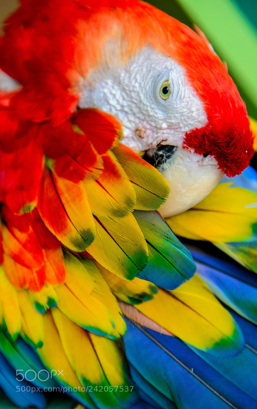 Nikon D800E sample photo. Parrot cartagena kolumbien photography