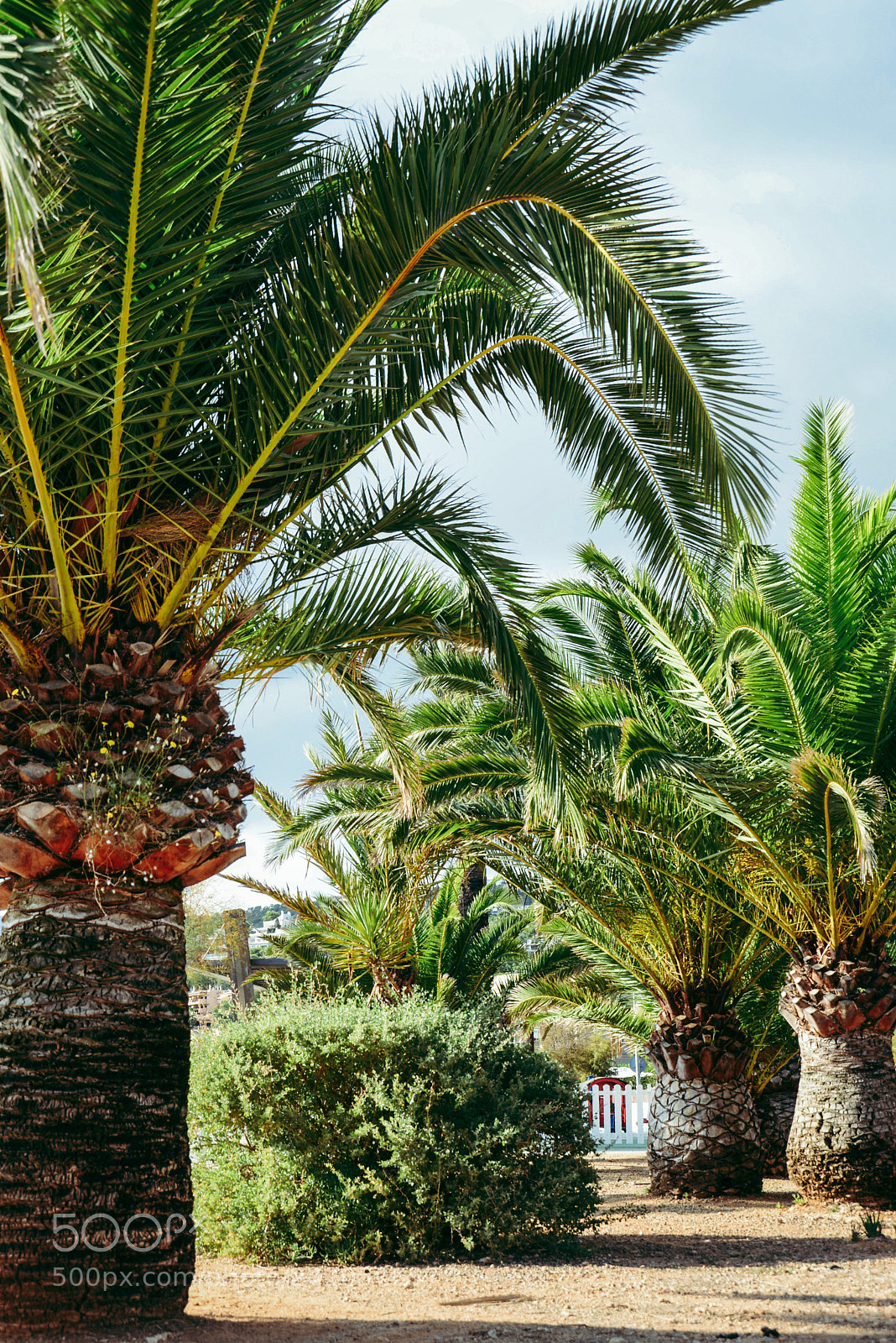 Nikon D600 sample photo. Palms photography