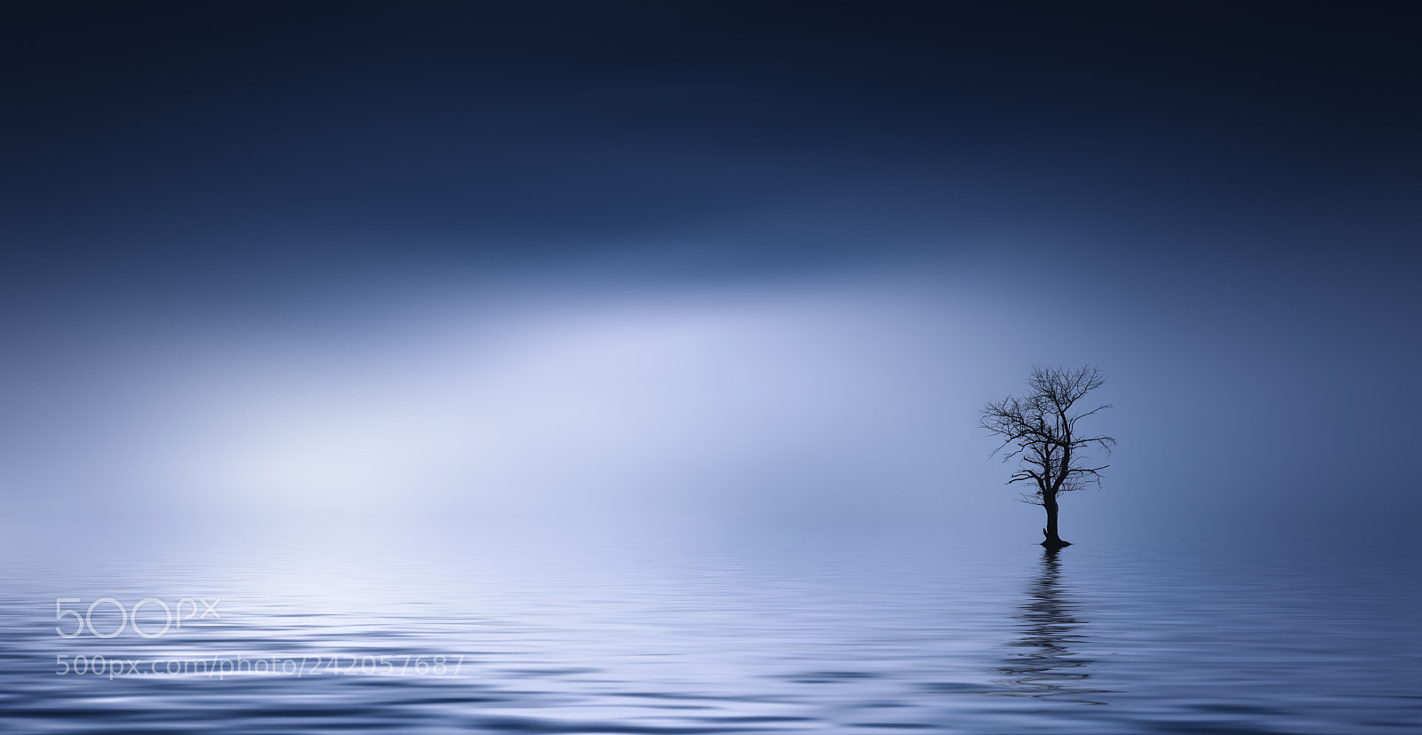 Nikon D90 sample photo. Tree at lake photography