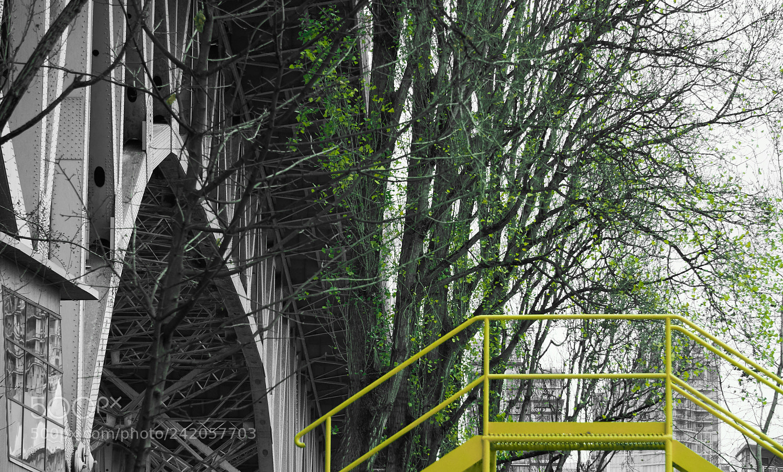 Sony a6500 sample photo. Tree between bridges photography