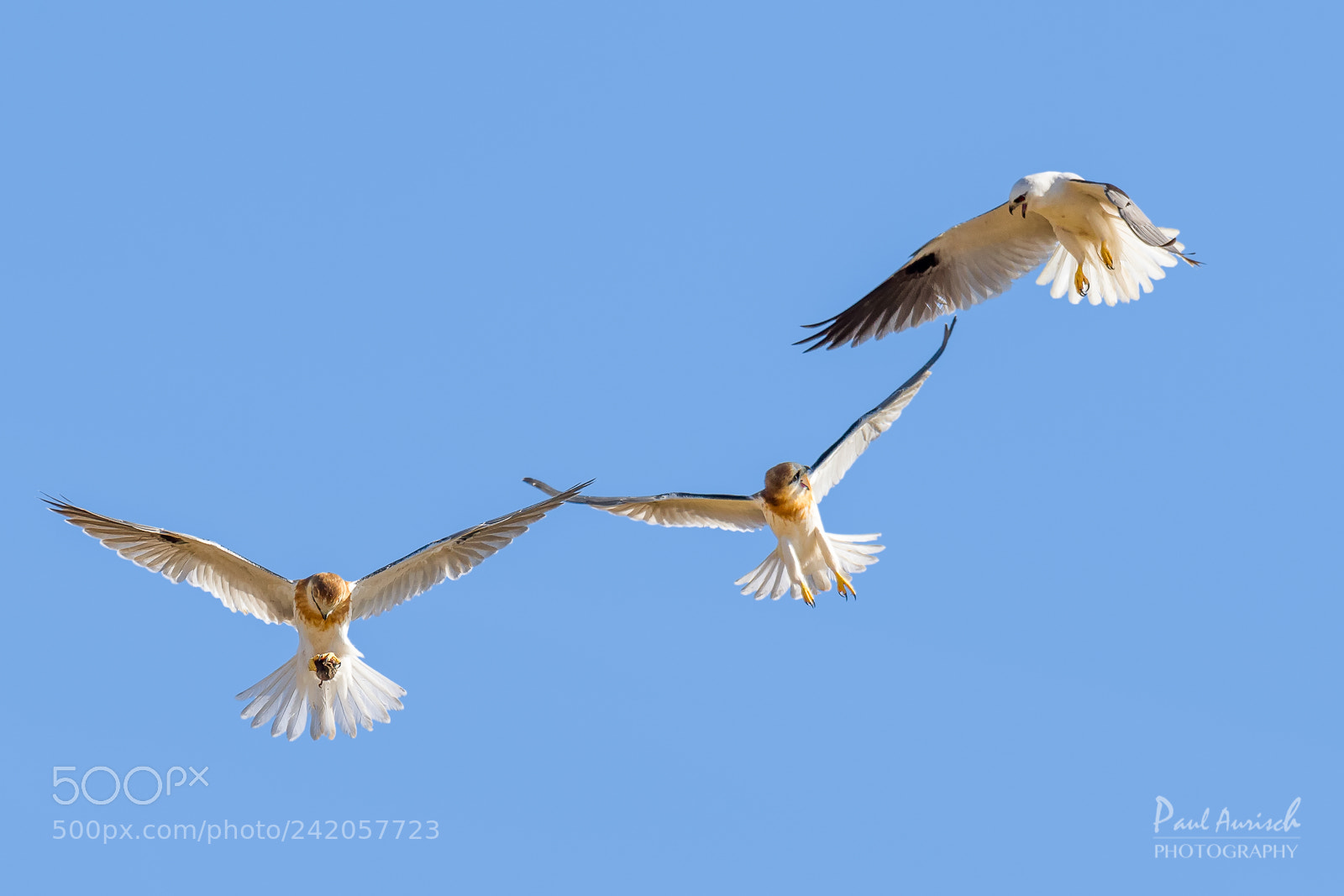 Nikon D500 sample photo. Black-shouldered kite photography