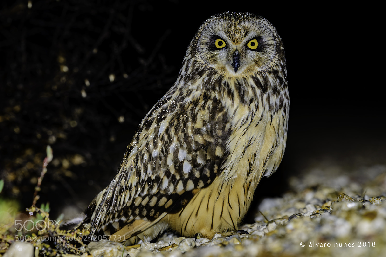 Nikon D800E sample photo. Coruja-do-nabal short-eared owl asio photography